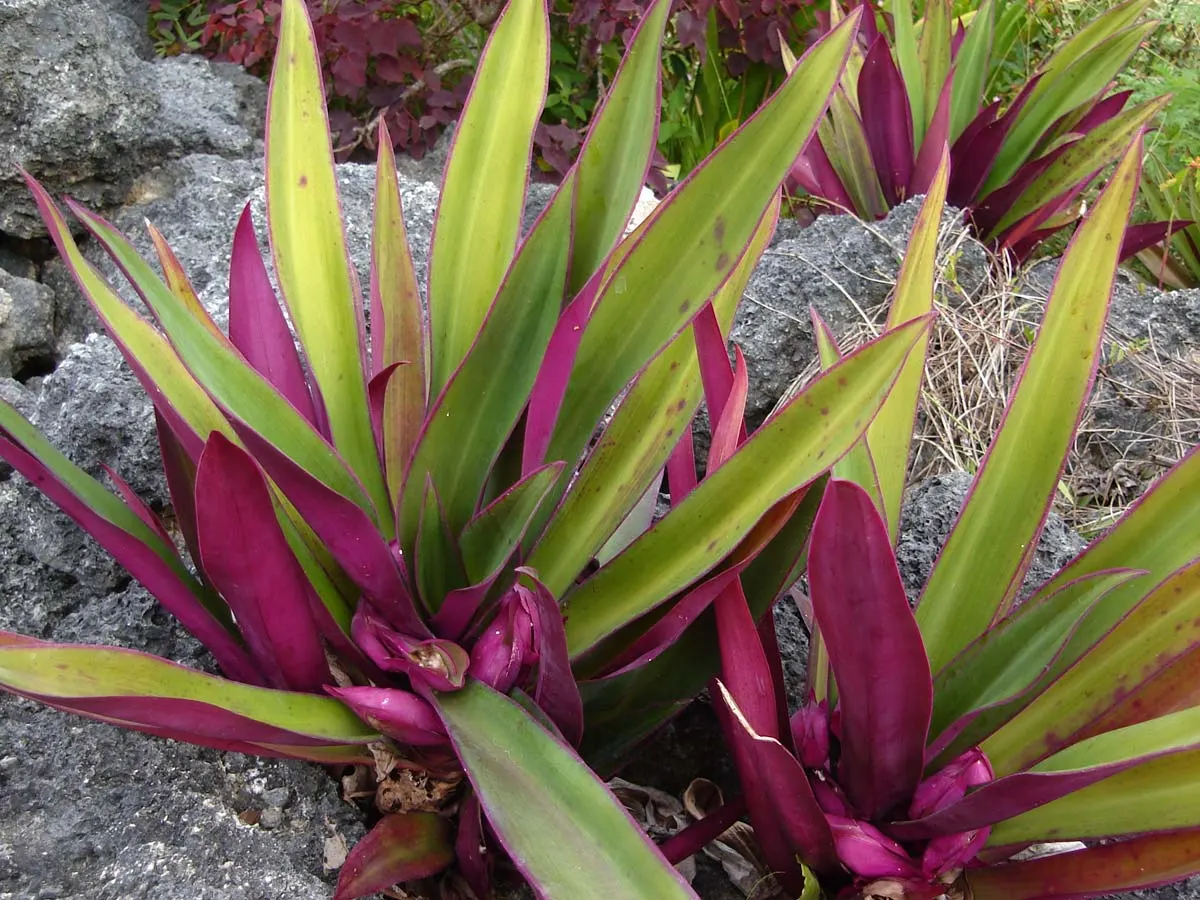 Moses In A Basket (Tradescantia Spathacea) — requiring minimal care beyond the occasional trimming of old leaves to keep it looking fresh; reaching, image 78