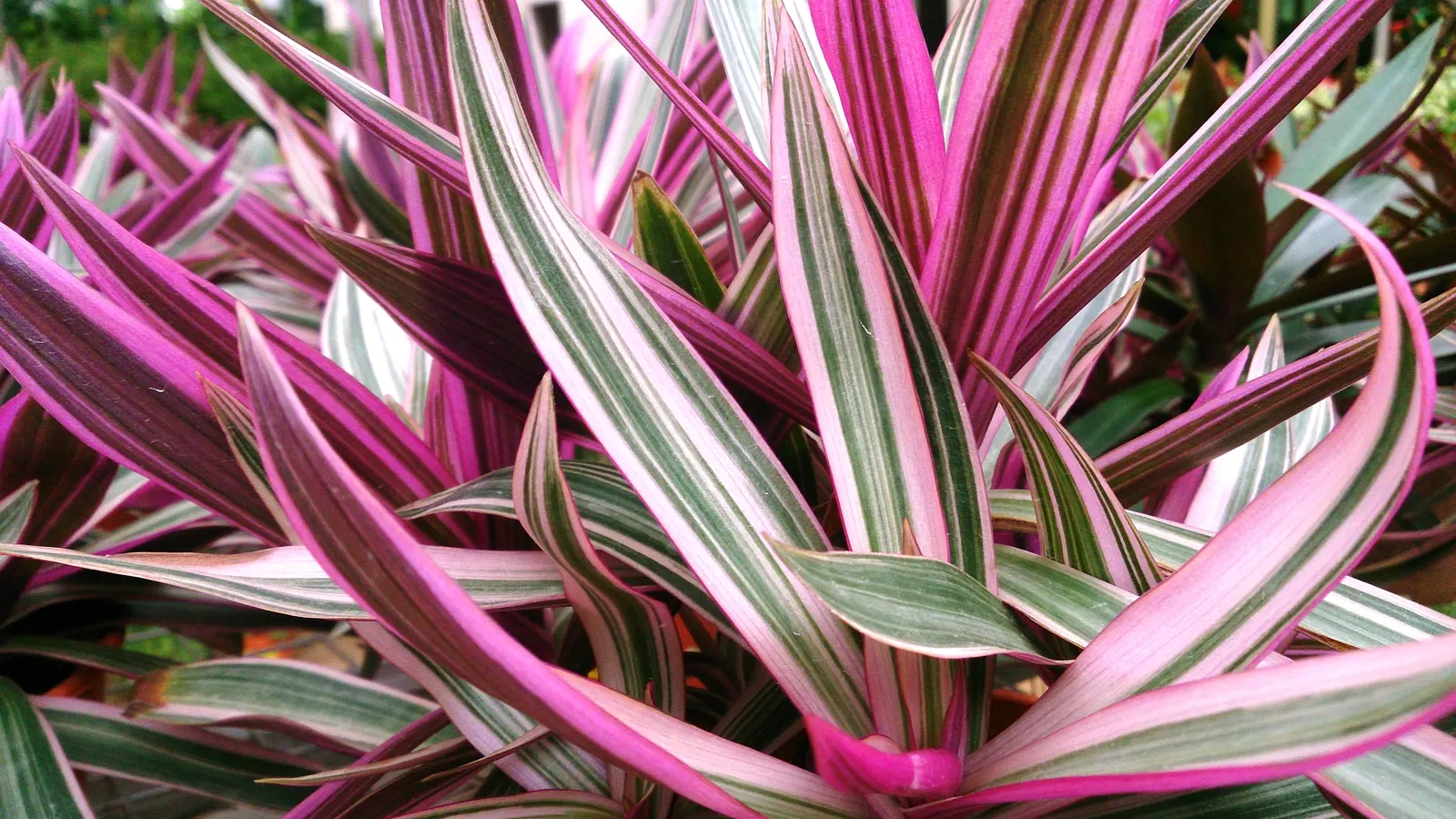 Moses In A Basket (Tradescantia Spathacea) — resembling boats or baskets