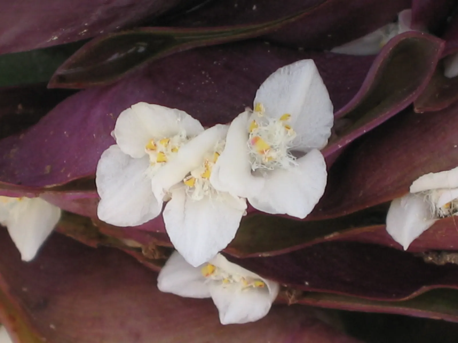 Moses In A Basket (Tradescantia Spathacea) — resembling boats or baskets; providing long-lasting visual appeal in the landscape, image 96
