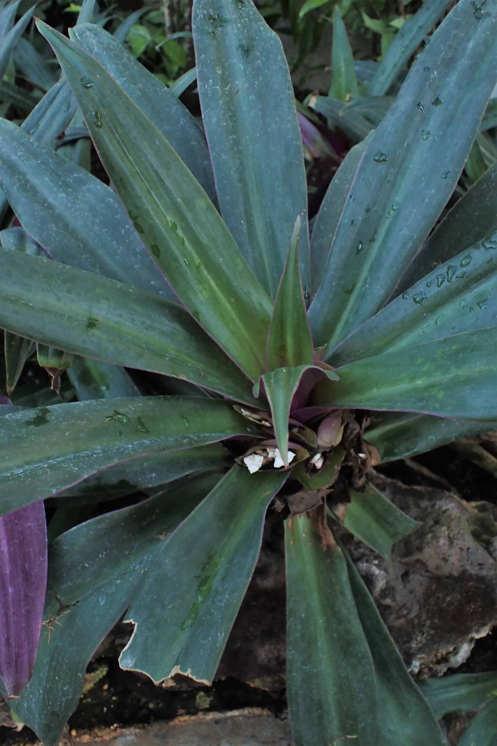 Moses In A Basket (Tradescantia Spathacea) — this plant is excellent for ground cover; its distinctive rosette arrangement cradles small white flowers