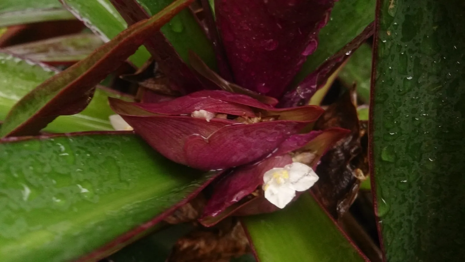 Moses In A Basket (Tradescantia Spathacea) — tropical perennial that offers a striking appearance for any landscape design; providing long-lasting, image 64