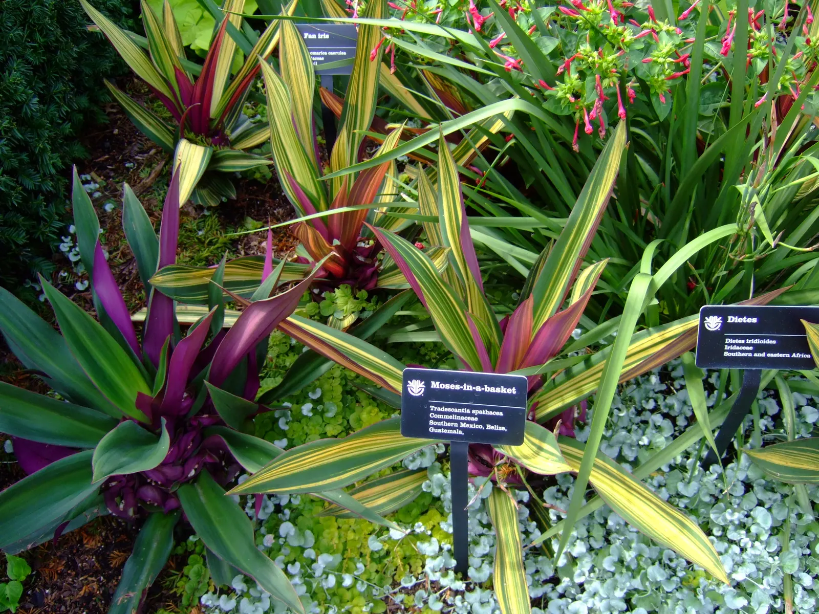 Moses In A Basket (Tradescantia Spathacea) — It is also resilient against most pests and diseases; or as an accent in mixed borders due to its, image 79