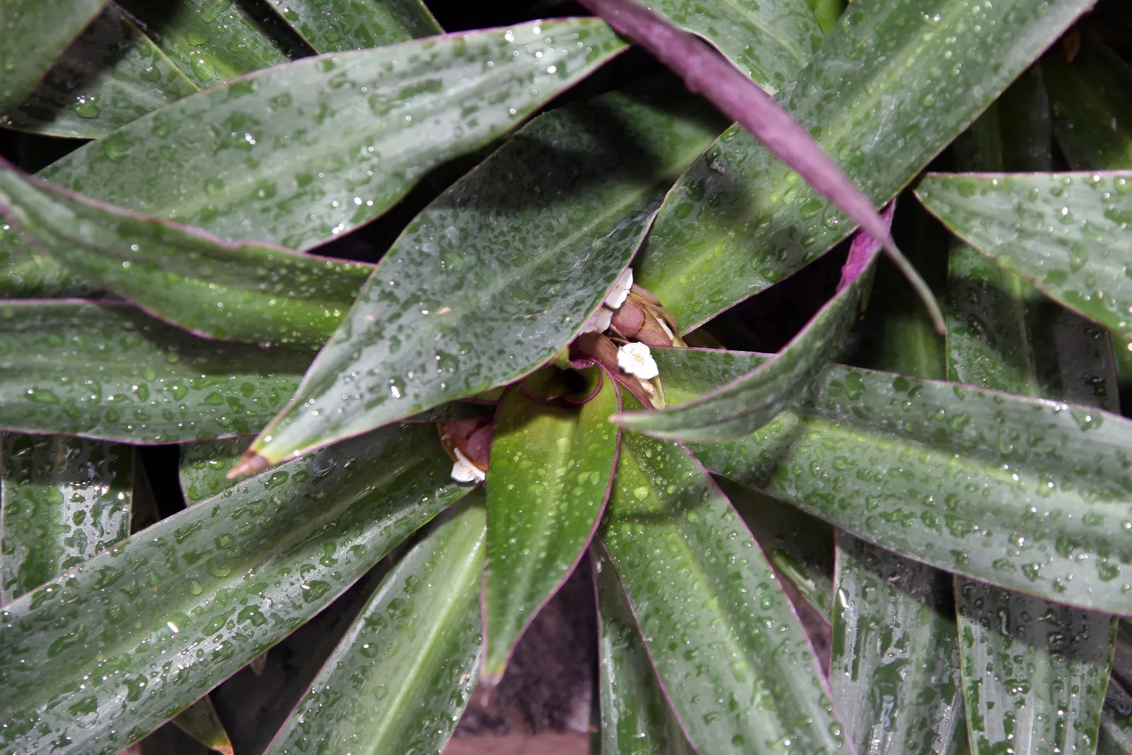Moses In A Basket (Tradescantia Spathacea) — When planting, ensure a spacing of 12 to 18 inches to allow for proper air circulation and optimal growth