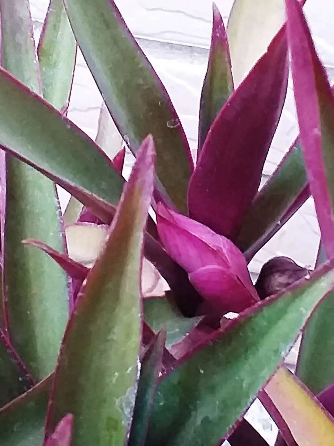 Moses In A Basket (Tradescantia Spathacea) — Ideal for adding low-maintenance, colorful ground cover or accenting container gardens within USDA, image 90