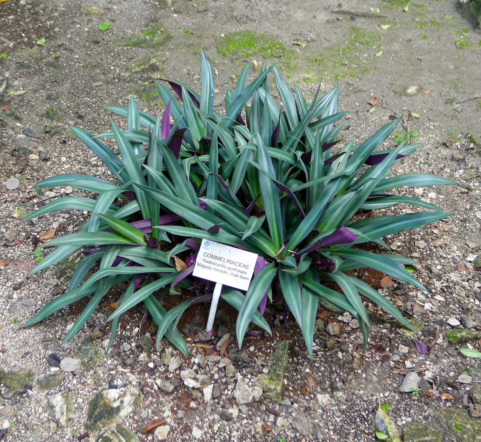 Moses In A Basket (Tradescantia Spathacea) — the plant is relatively drought-tolerant once established.<br><br>For landscaping purposes; providing, image 72