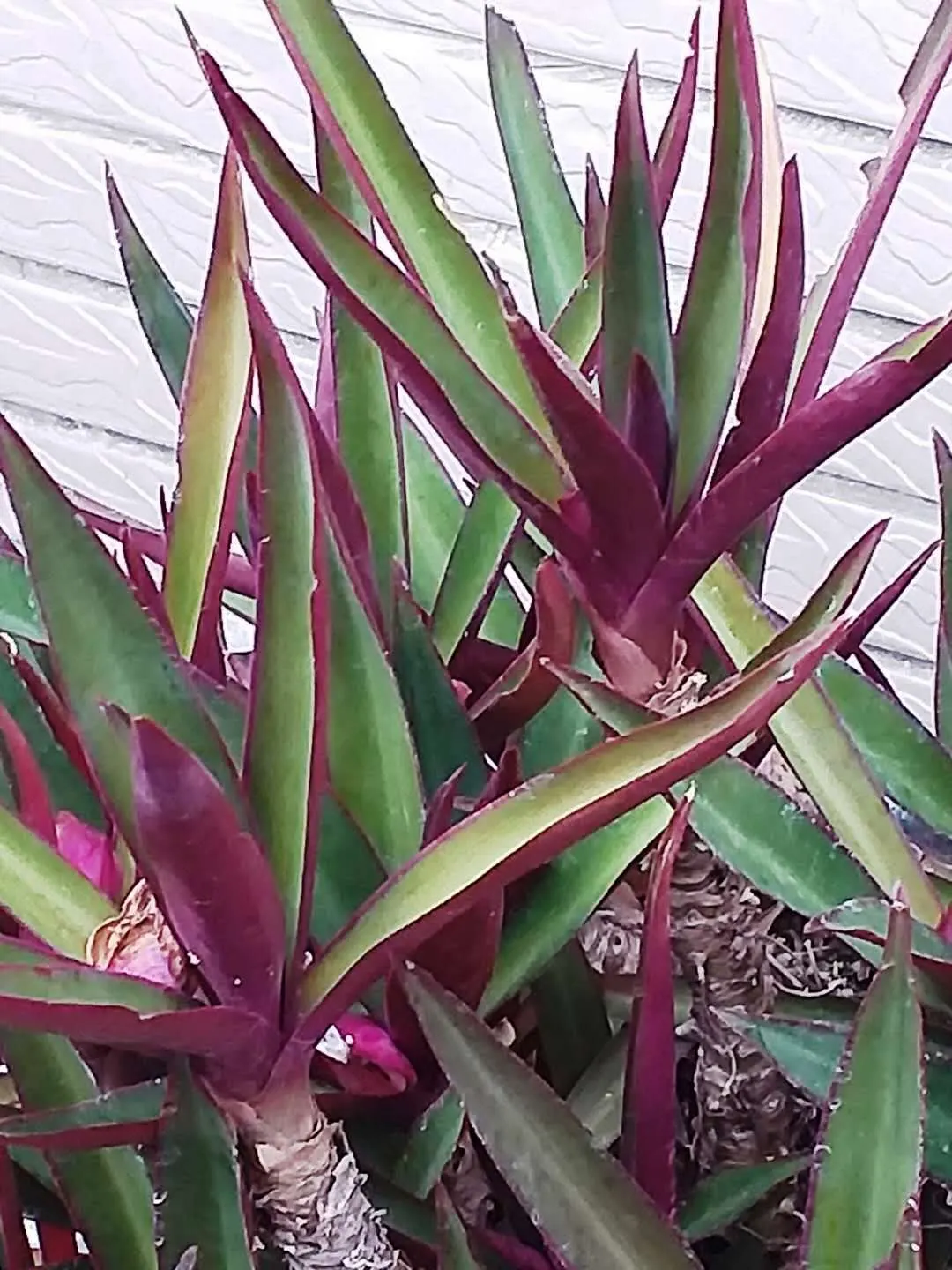 Moses In A Basket (Tradescantia Spathacea) — the plant is relatively drought-tolerant once established.<br><br>For landscaping purposes; providing long-lasting