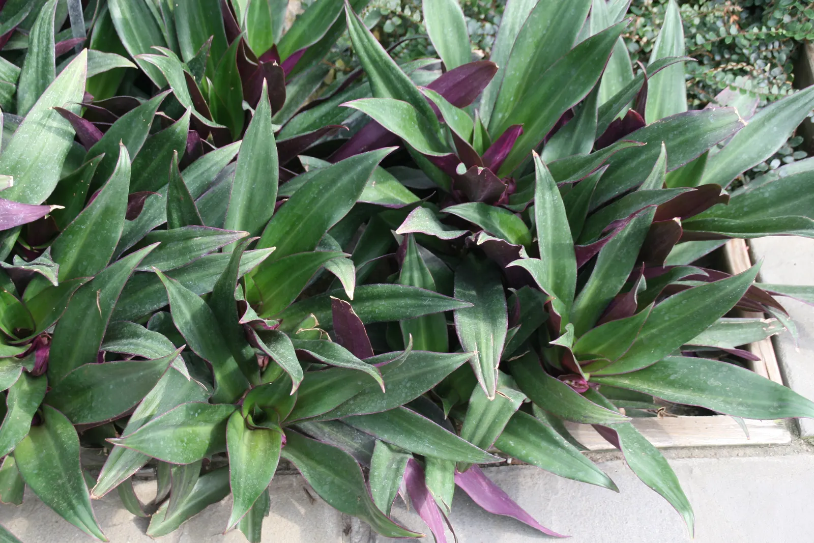 Moses In A Basket (Tradescantia Spathacea) — where its colors may become more vivid; reaching lengths of 6 to 12 inches and a similar spread of approximately 6