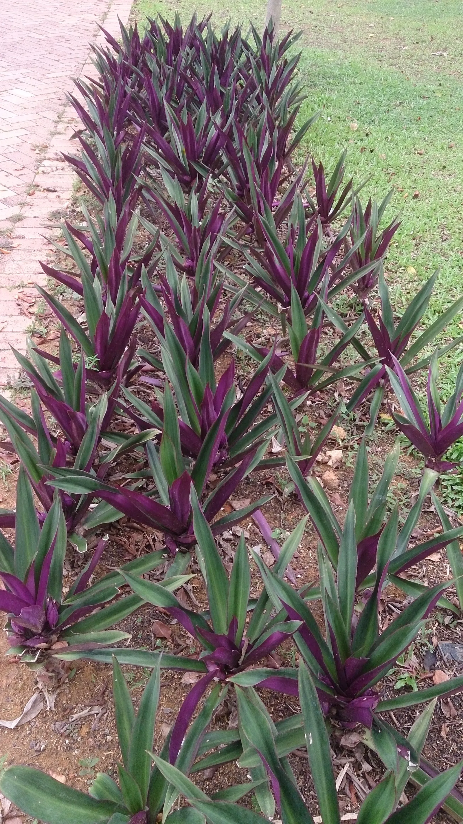 Moses In A Basket (Tradescantia Spathacea) — tropical perennial with sword-shaped leaves; its distinctive rosette arrangement cradles small white, image 57