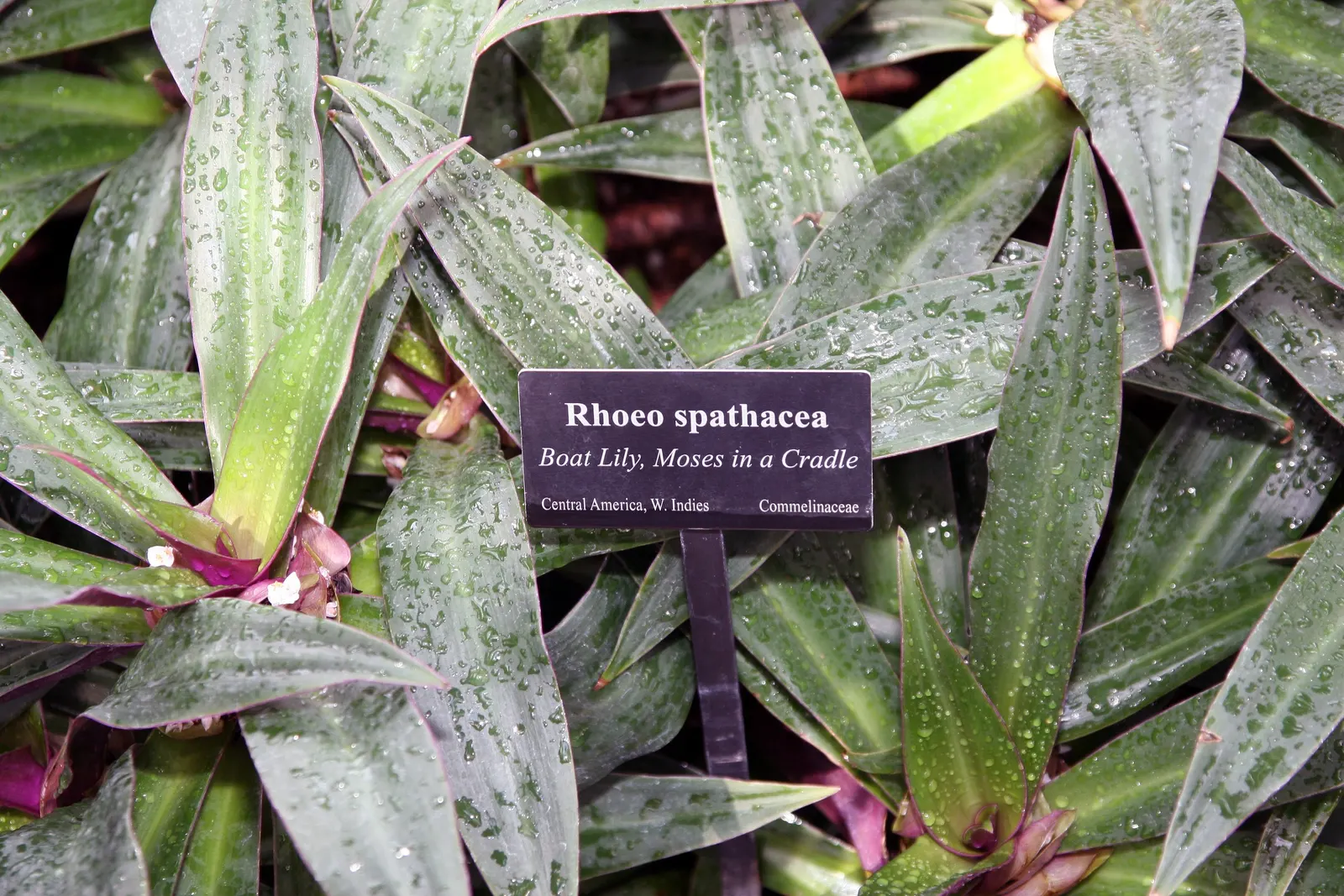 Moses In A Basket (Tradescantia Spathacea) — tropical perennial that offers a striking appearance for any landscape design; providing long-lasting, image 92
