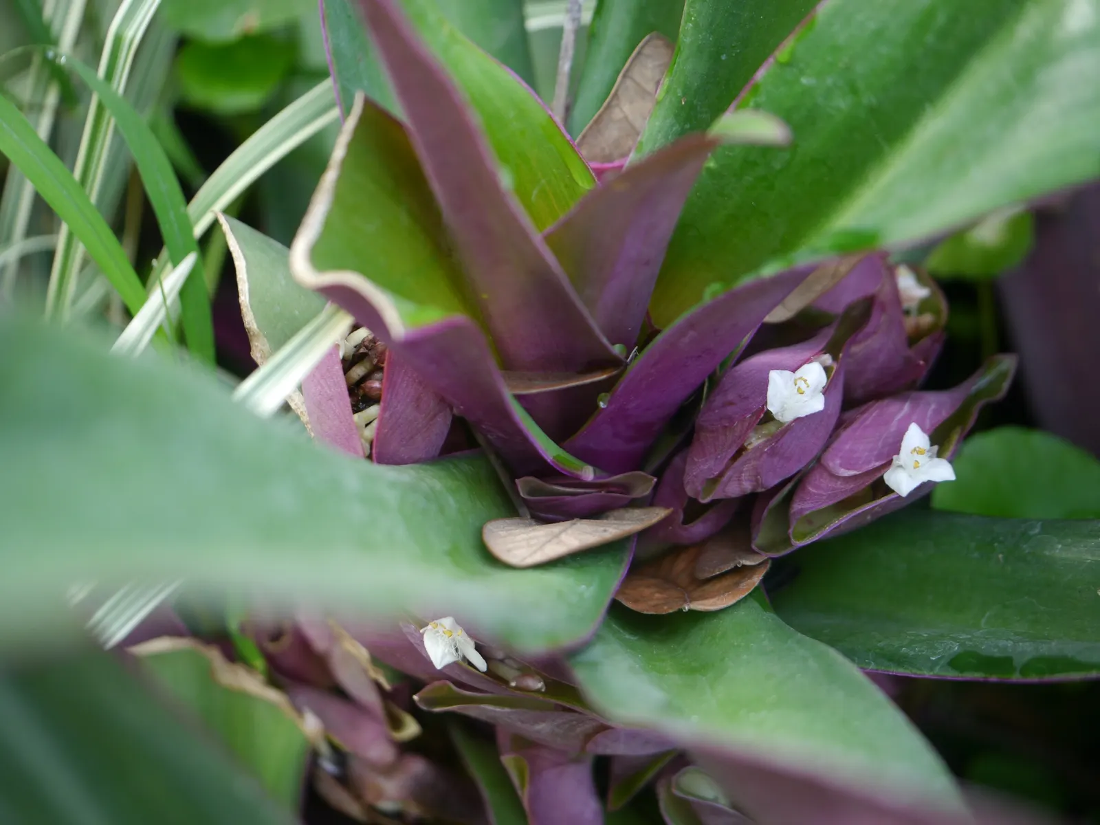 Moses In A Basket (Tradescantia Spathacea) — reaching lengths of 6 to 12 inches and a similar spread of approximately 6 to 8 inches