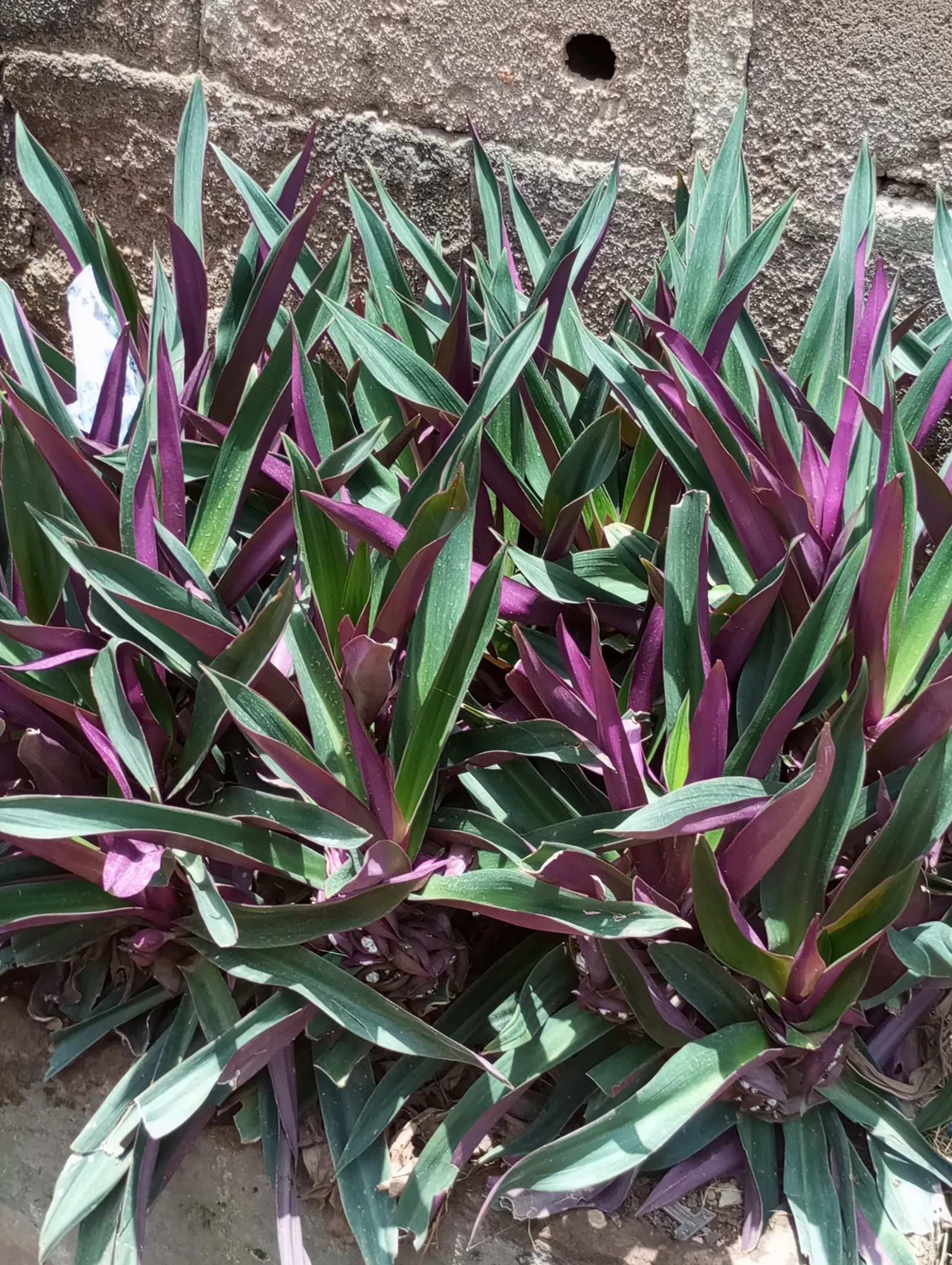 Moses In A Basket (Tradescantia Spathacea) — green on top and purplish below; reaching lengths of 6 to 12 inches and a similar spread of, image 86