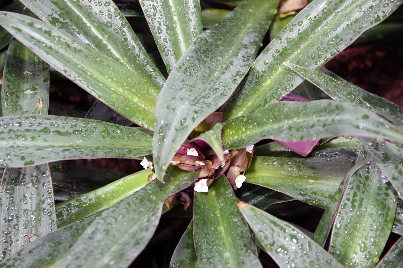 Moses In A Basket (Tradescantia Spathacea) — Preferring indirect sunlight, it flourishes in well-draining soil; its distinctive rosette arrangement cradles