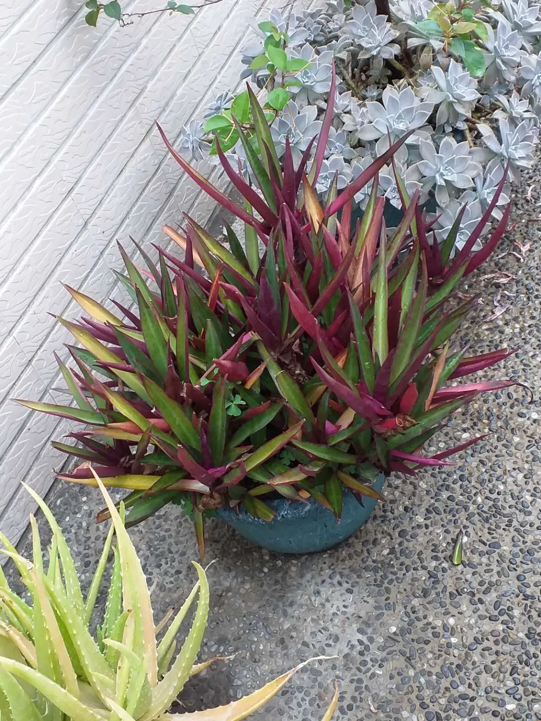Moses In A Basket (Tradescantia Spathacea) — Ideal for adding low-maintenance, colorful ground cover or accenting container gardens within USDA zones 9-11