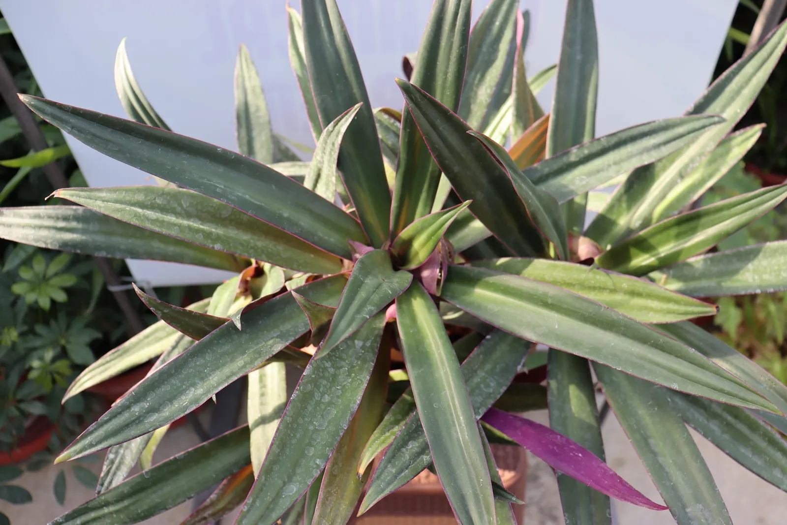 Moses In A Basket (Tradescantia Spathacea) — Its distinctive rosette arrangement cradles small white flowers, resembling a baby in a cradle; providing