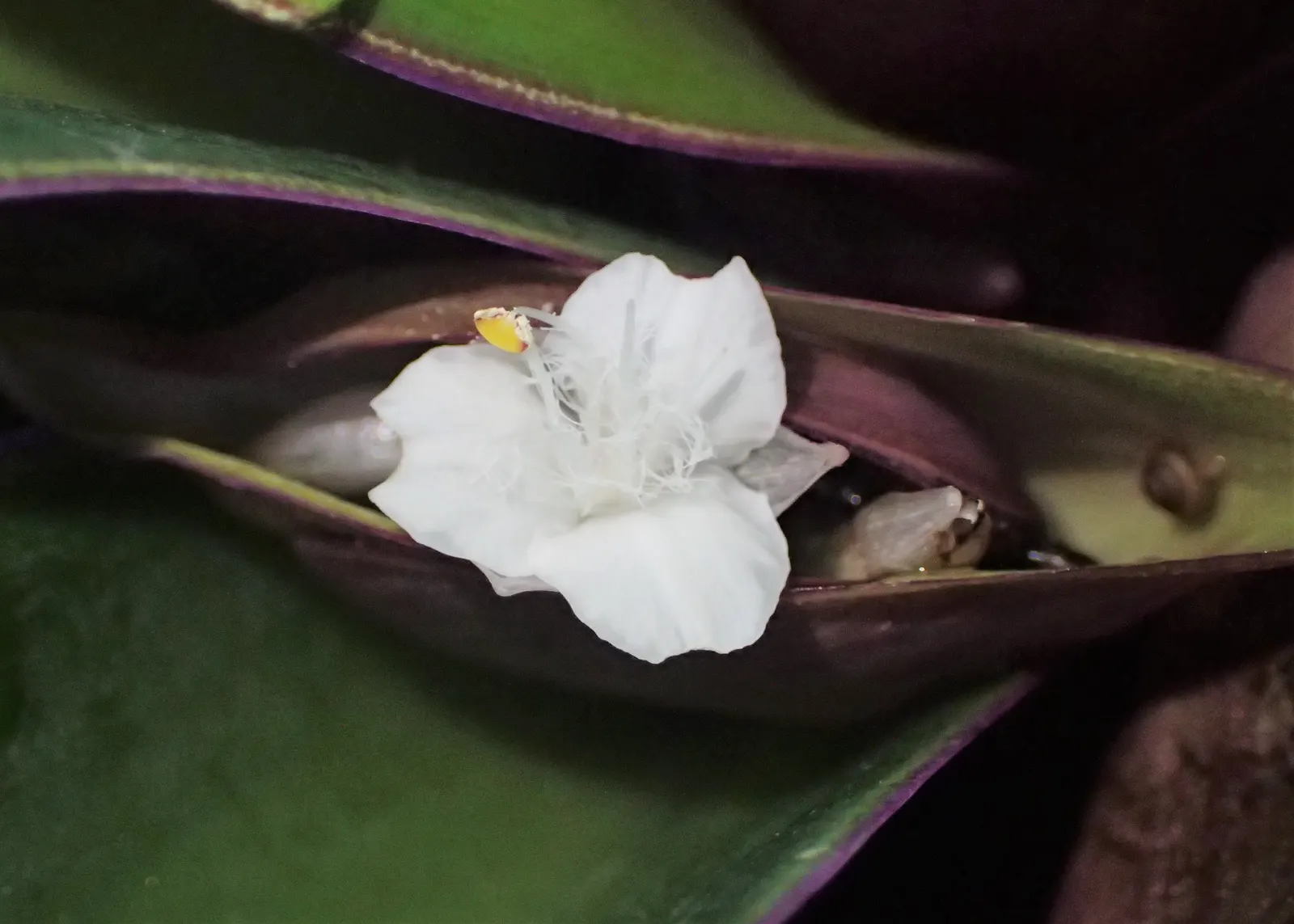 Moses In A Basket (Tradescantia Spathacea) — Preferring indirect sunlight, it flourishes in well-draining soil
