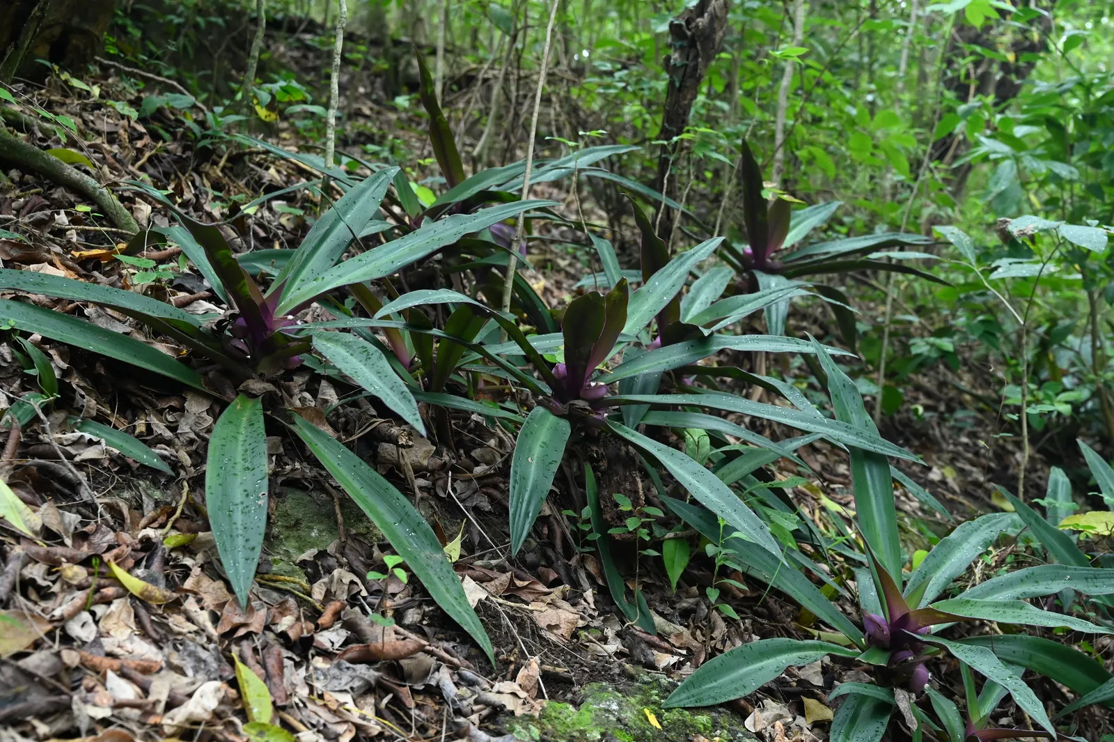 Moses In A Basket (Tradescantia Spathacea) — tropical perennial that offers a striking appearance for any landscape design; providing long-lasting visual