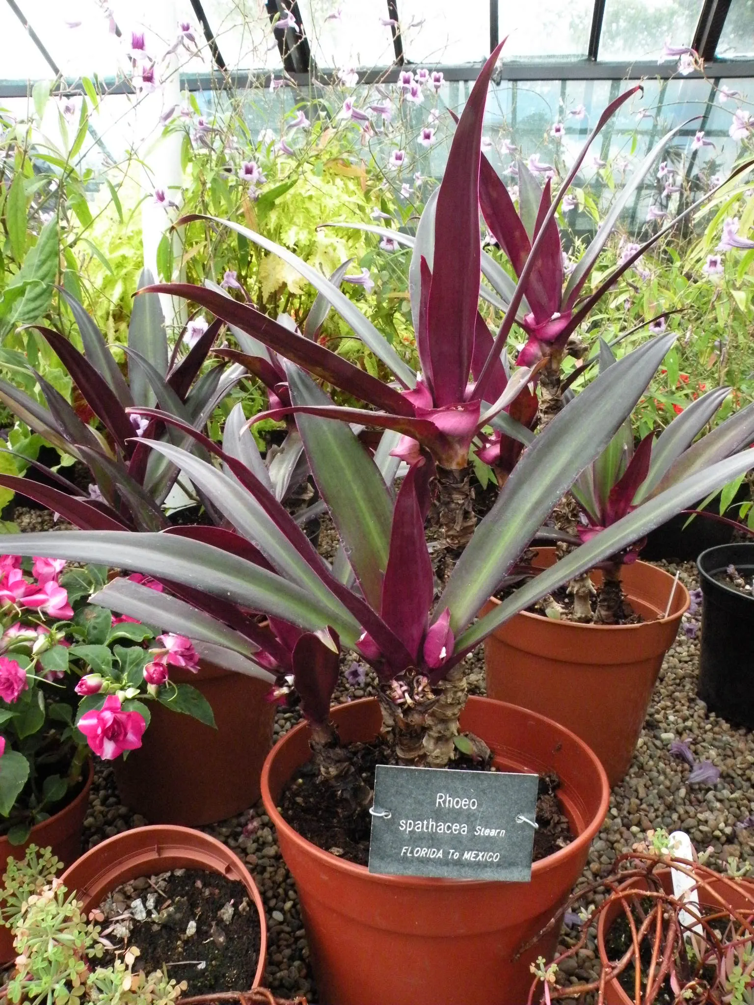 Moses In A Basket (Tradescantia Spathacea) — tropical perennial with sword-shaped leaves; its distinctive rosette arrangement cradles small white, image 85