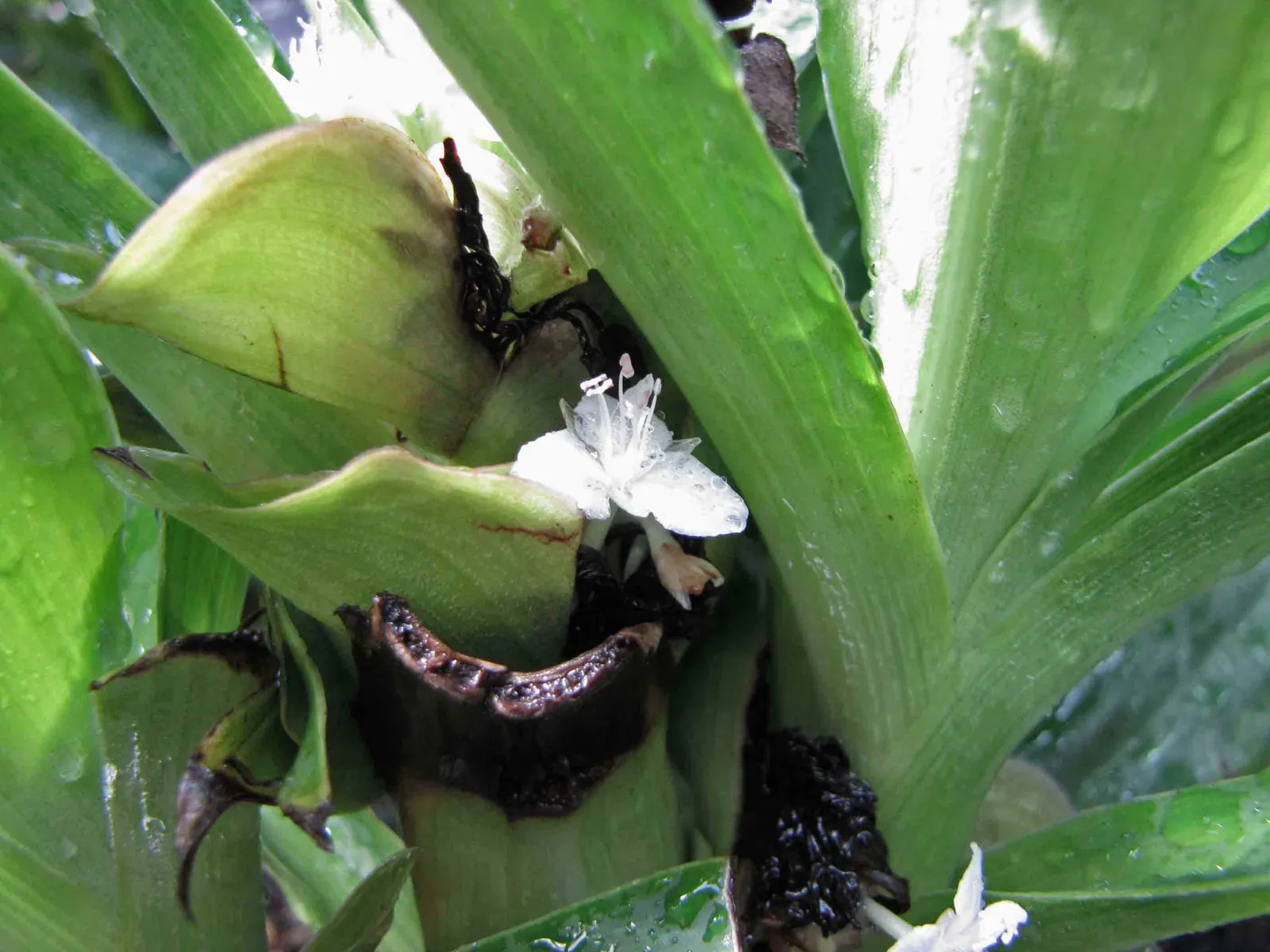 Moses In A Basket (Tradescantia Spathacea) — providing long-lasting visual appeal in the landscape; its distinctive rosette arrangement cradles, image 81