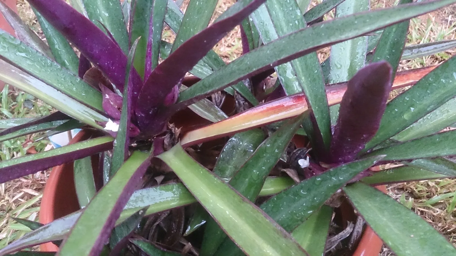 Moses In A Basket (Tradescantia Spathacea) — The ideal environment includes well-draining soil and regular watering to maintain moderate moisture; however; or
