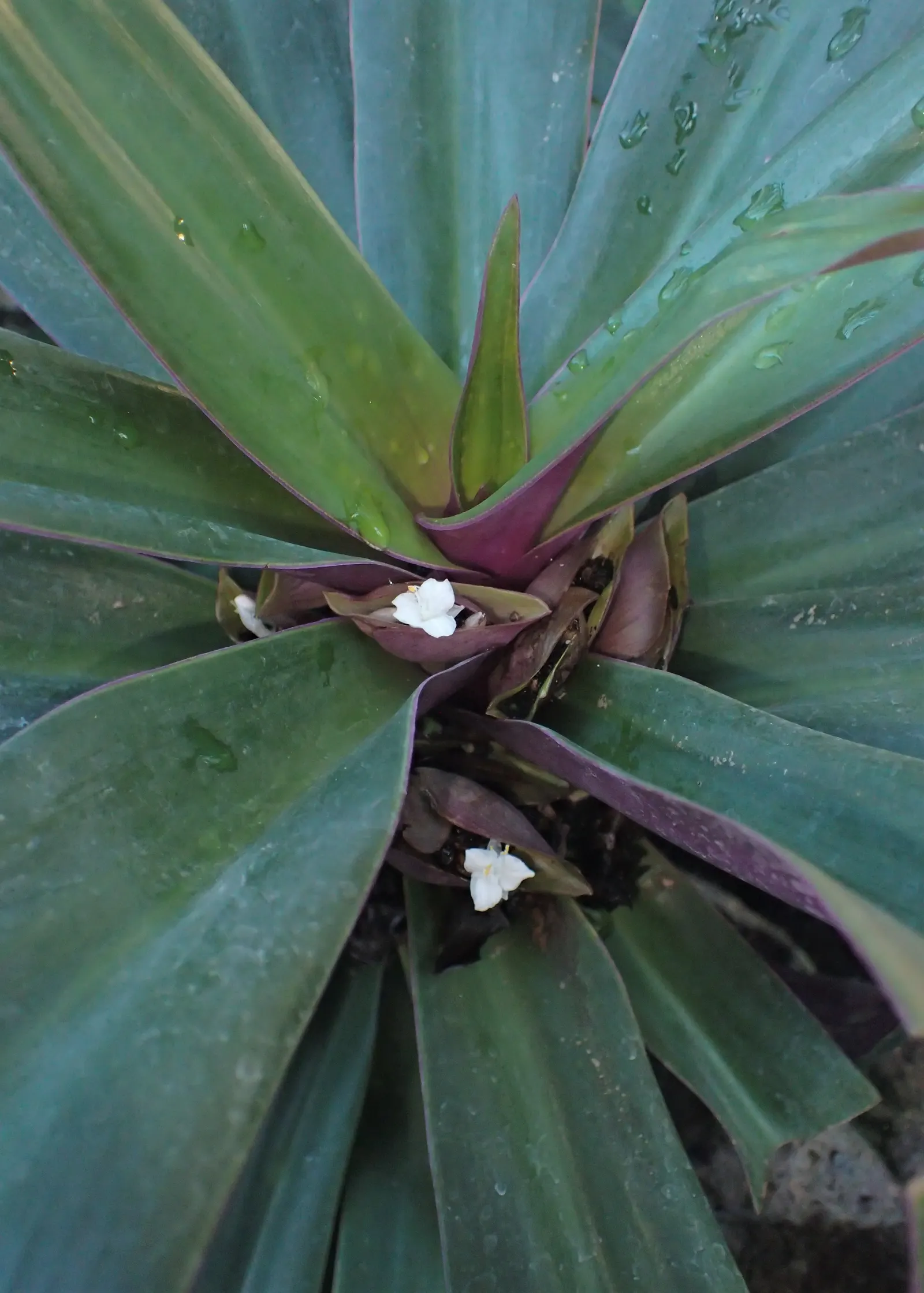 Moses In A Basket (Tradescantia Spathacea) — it is best utilized as an indoor plant or as an annual outdoors.<br><br>Moses in the Basket is, image 77