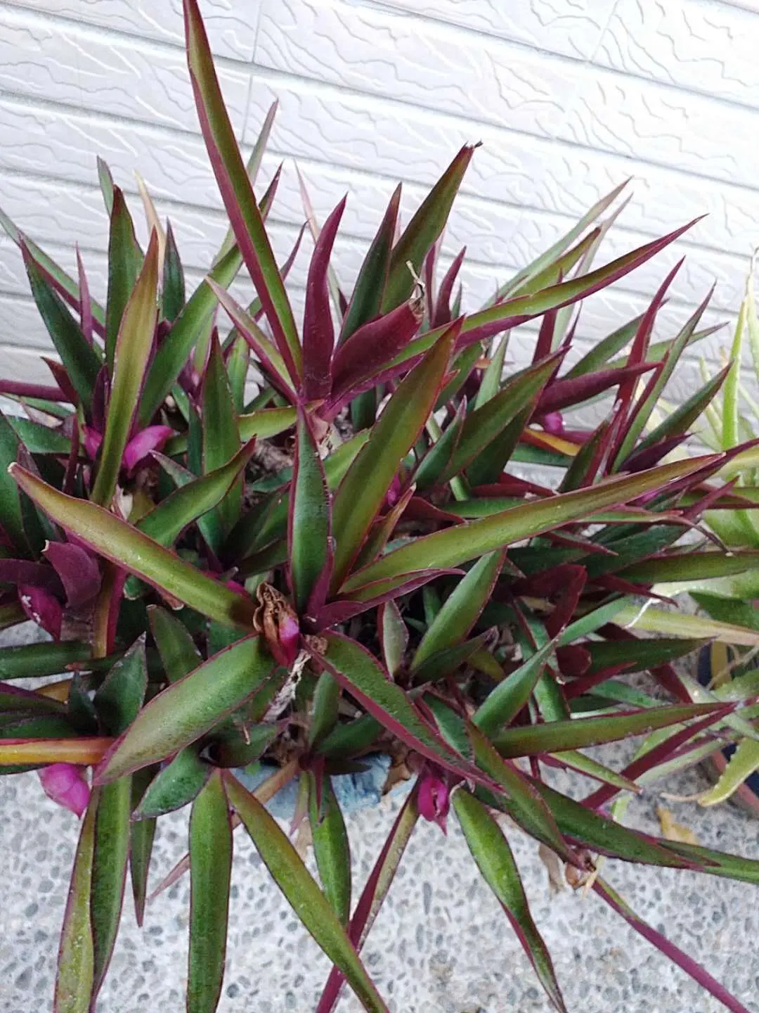 Moses In A Basket (Tradescantia Spathacea) — white flowers in the garden; reaching lengths of 6 to 12 inches and a similar spread of approximately 6 to 8 inches