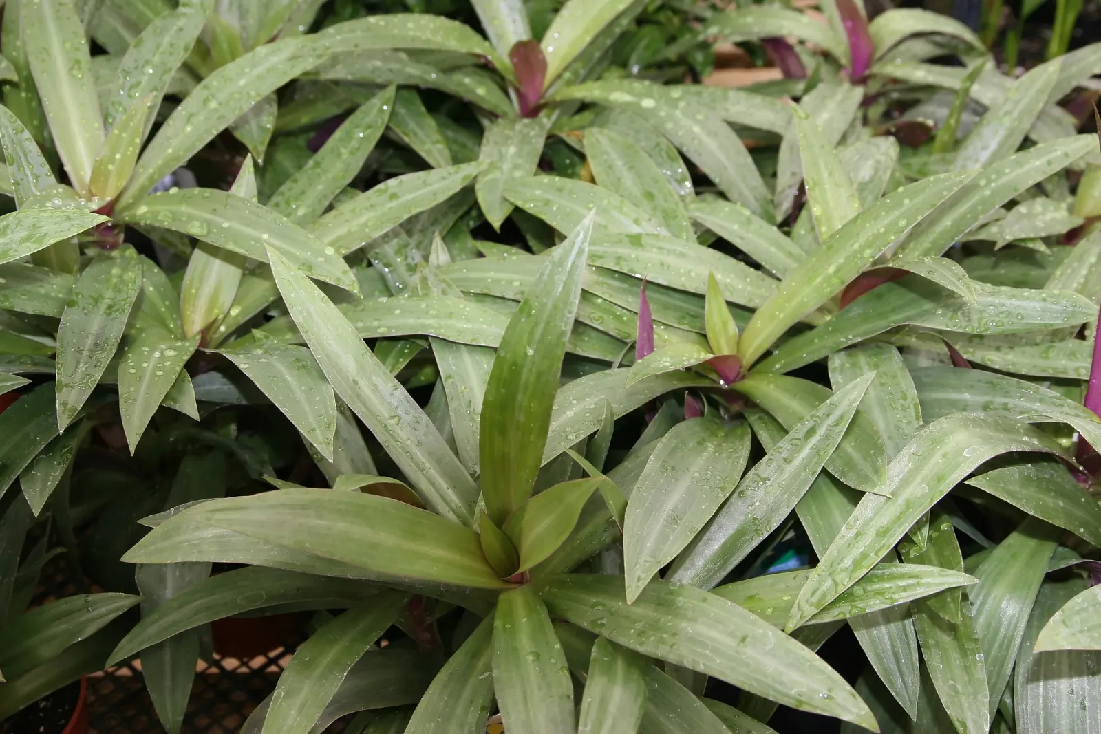 Moses In A Basket (Tradescantia Spathacea) — It is also resilient against most pests and diseases