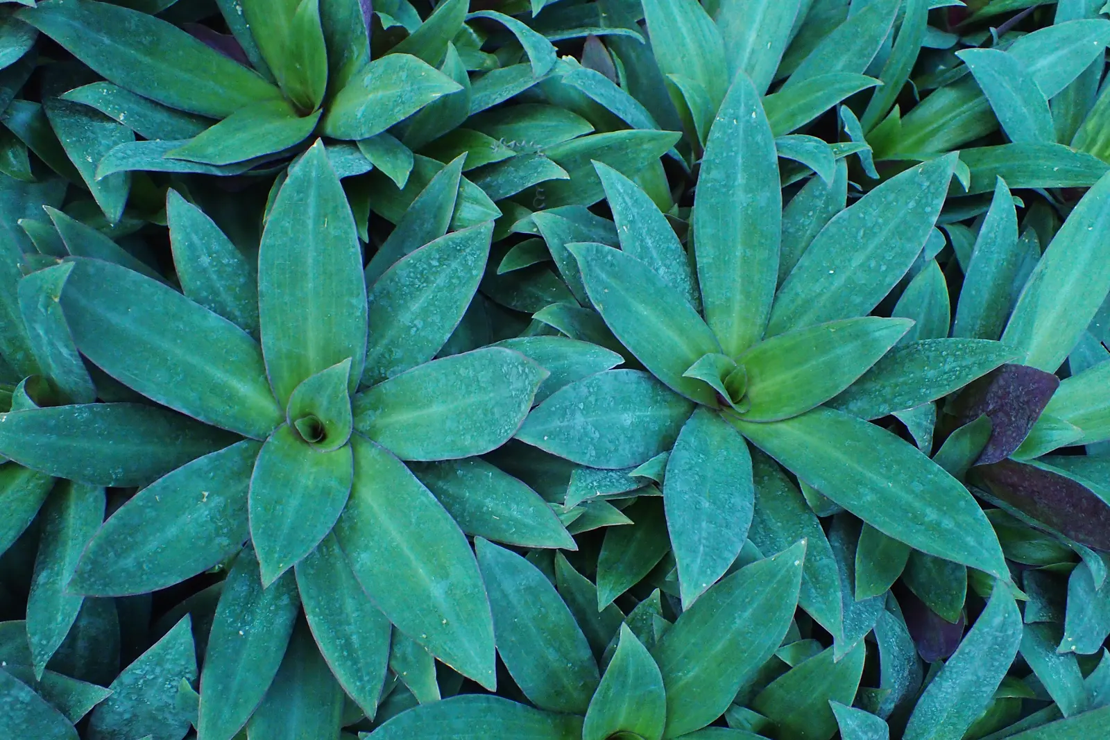 Moses In A Basket (Tradescantia Spathacea) — It is also resilient against most pests and diseases; or as an accent in mixed borders due to its compact nature
