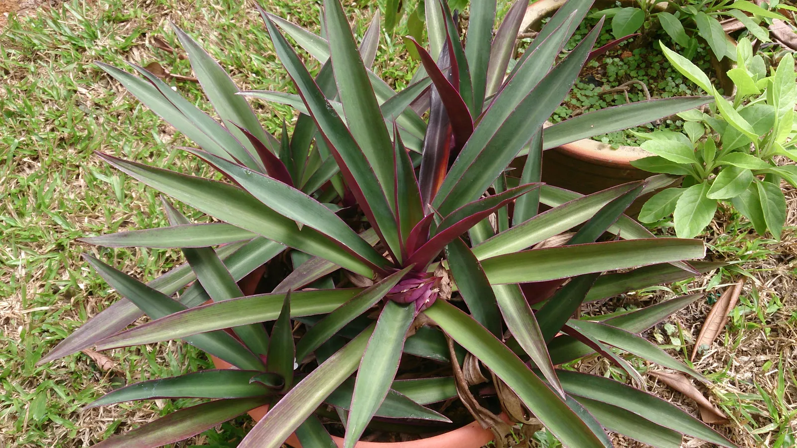 Moses In A Basket (Tradescantia Spathacea) — perennial with white blooms; or as an accent in mixed borders due to its compact nature and vibrant, image 83