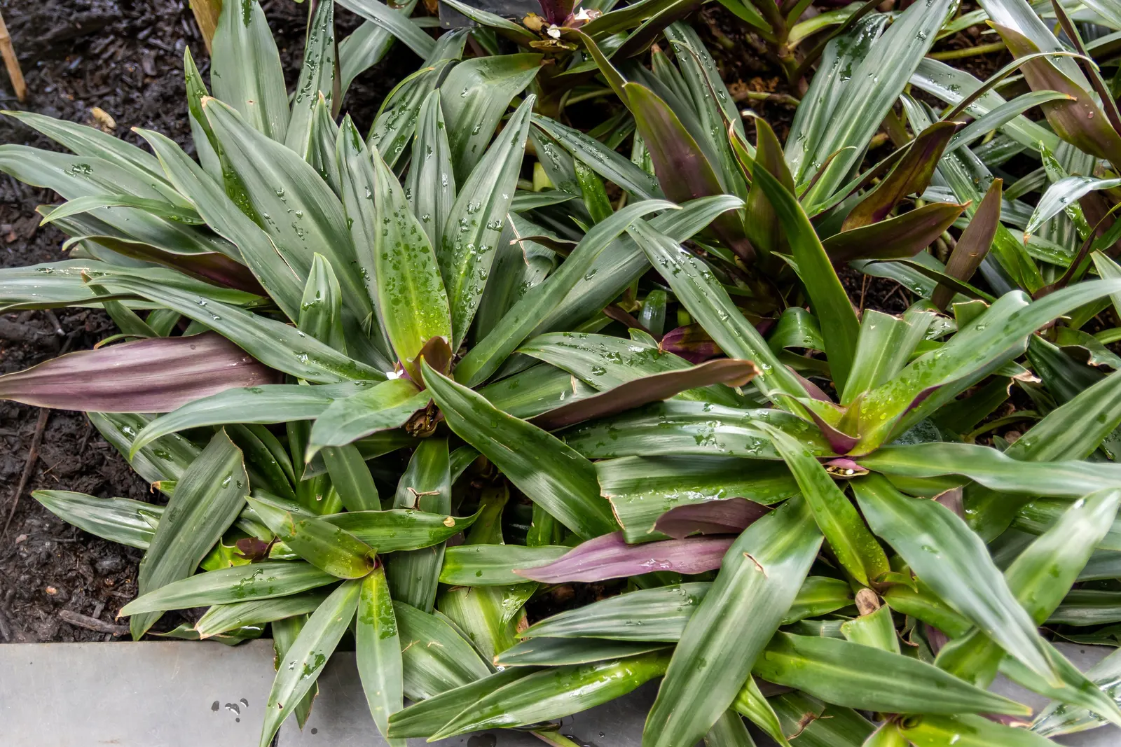 Moses In A Basket (Tradescantia Spathacea) — tropical perennial with sword-shaped leaves