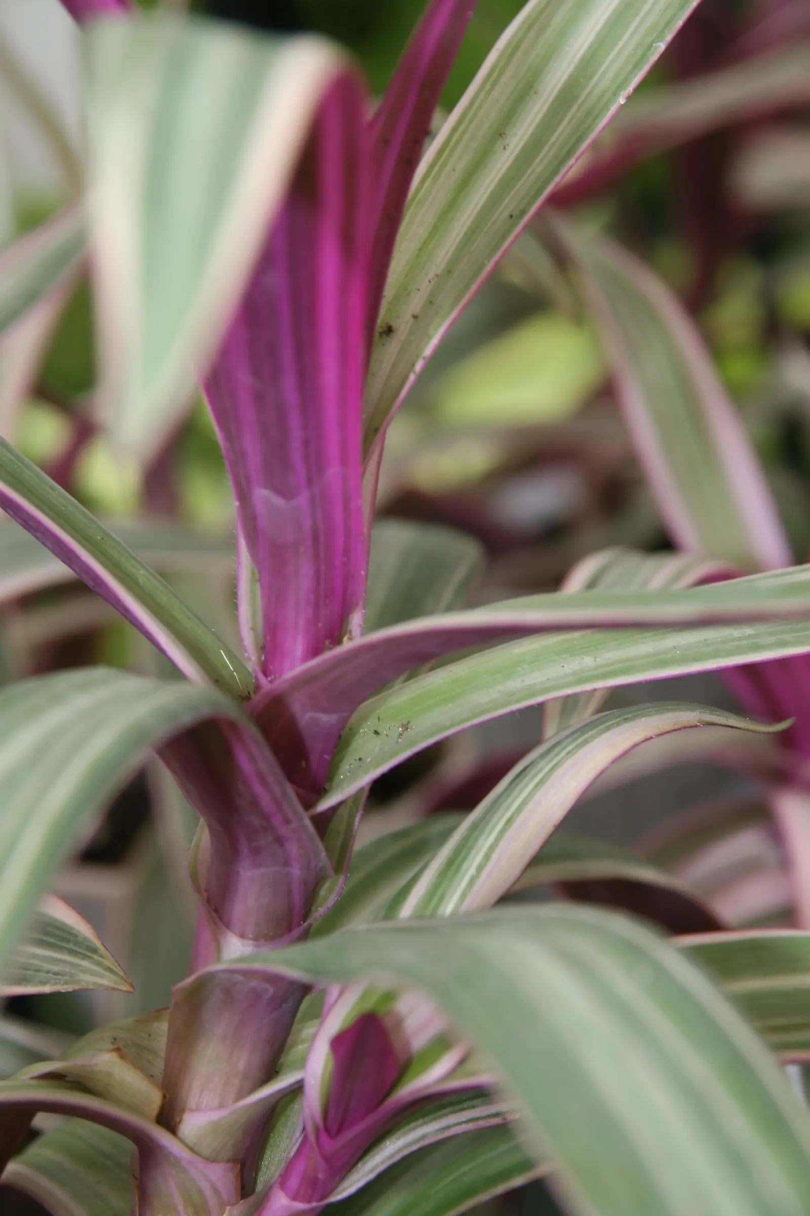 Moses In A Basket (Tradescantia Spathacea) — reaching 6-12 inches in height