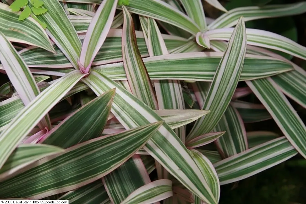 Moses In A Basket (Tradescantia Spathacea) — perennial with white blooms; or as an accent in mixed borders due to its compact nature and vibrant foliage