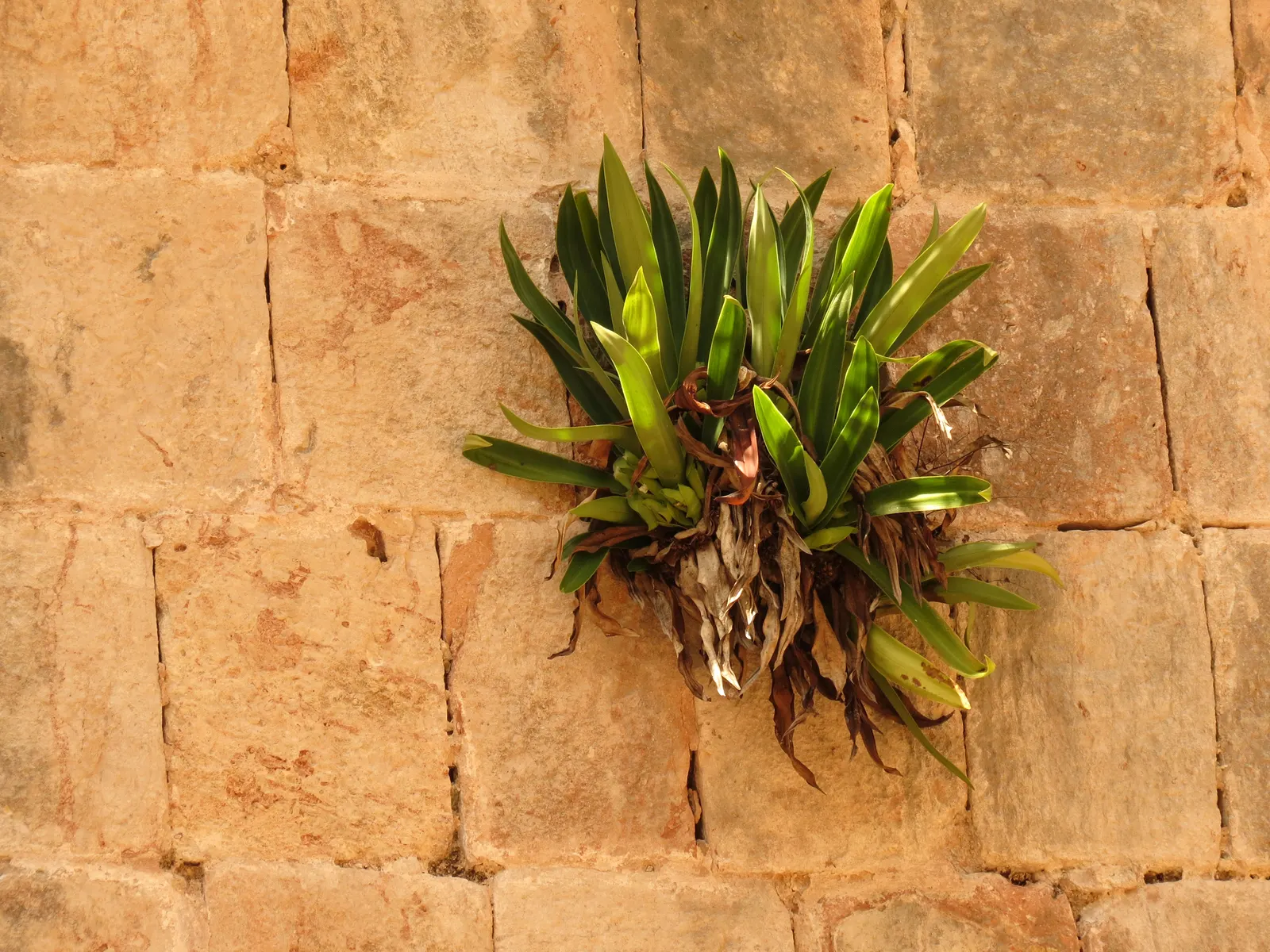 Moses In A Basket (Tradescantia Spathacea) — or as an accent in mixed borders due to its compact nature and vibrant foliage