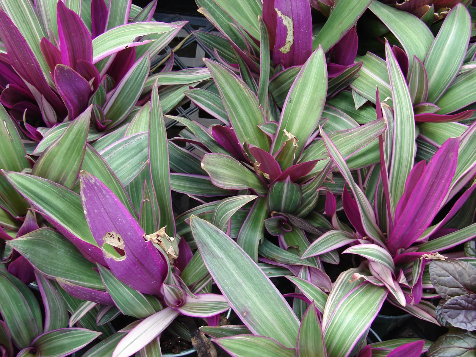 Moses In A Basket (Tradescantia Spathacea) — preferring partial shade but also adapting to full sun conditions