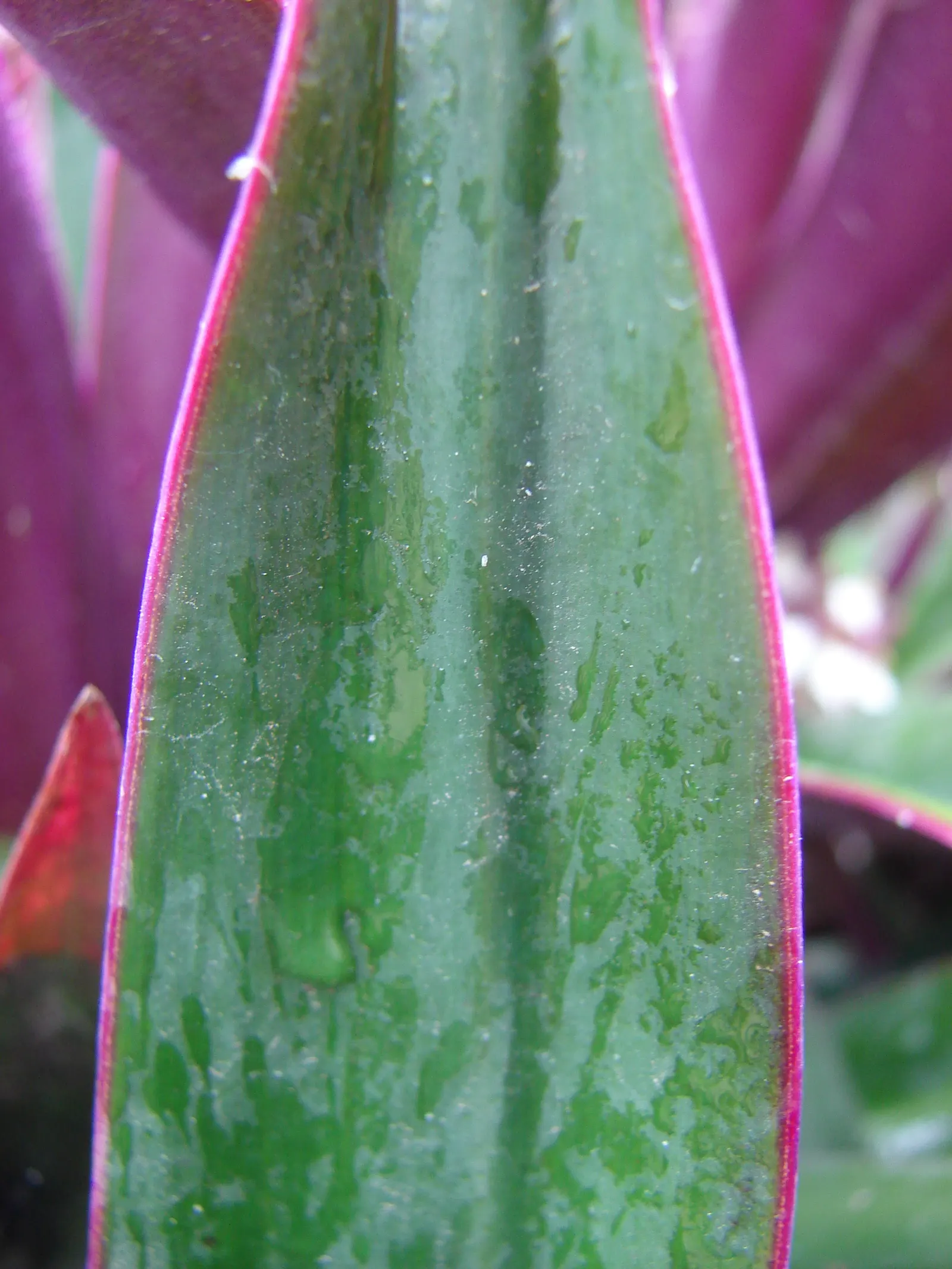 Moses In A Basket (Tradescantia Spathacea) — the plant is relatively drought-tolerant once established.<br><br>For landscaping purposes