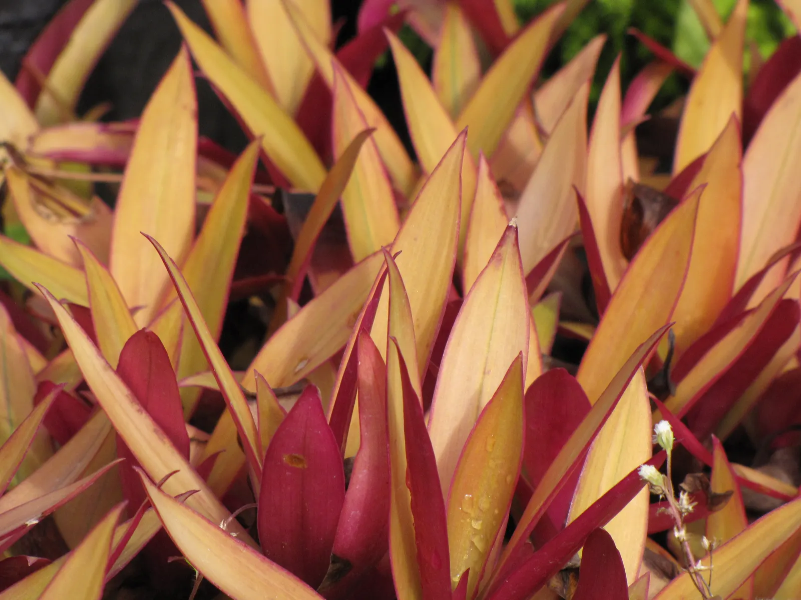 Moses In A Basket (Tradescantia Spathacea) — When planting, ensure a spacing of 12 to 18 inches to allow for proper air circulation and optimal, image 48