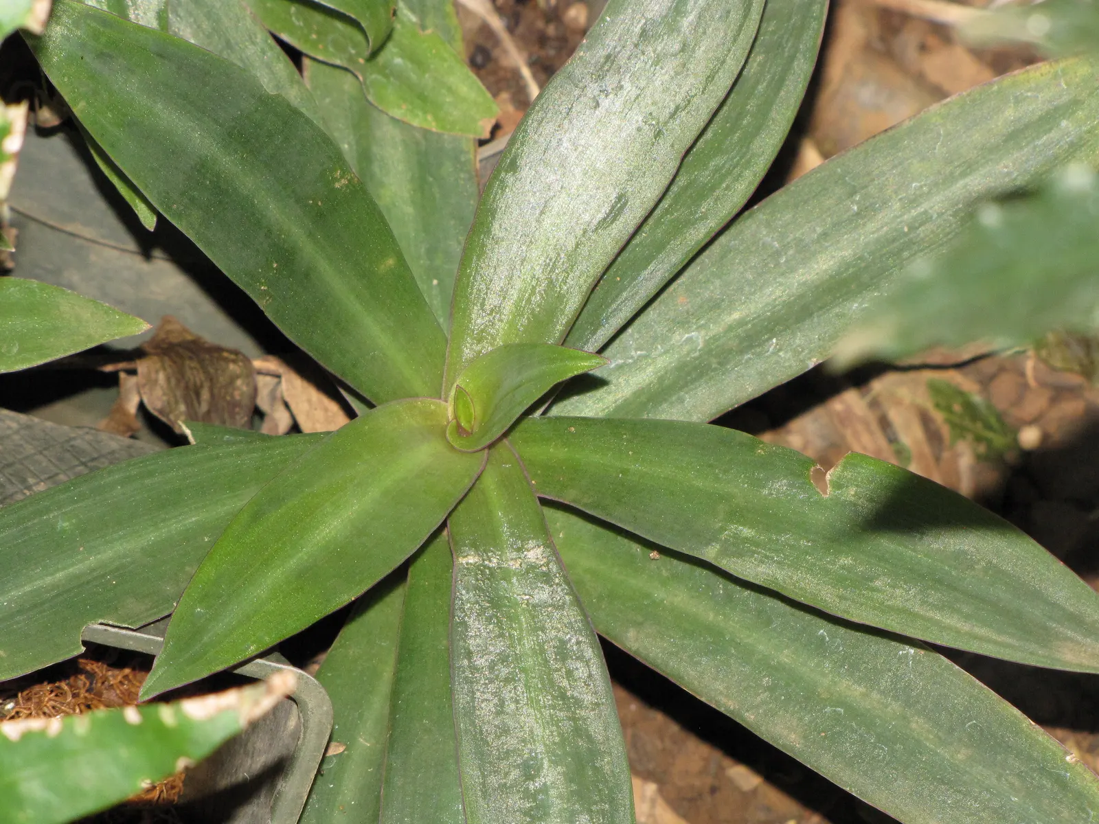 Moses In A Basket (Tradescantia Spathacea) — reaching 6-12 inches in height; or as an accent in mixed borders due to its compact nature and vibrant, image 87
