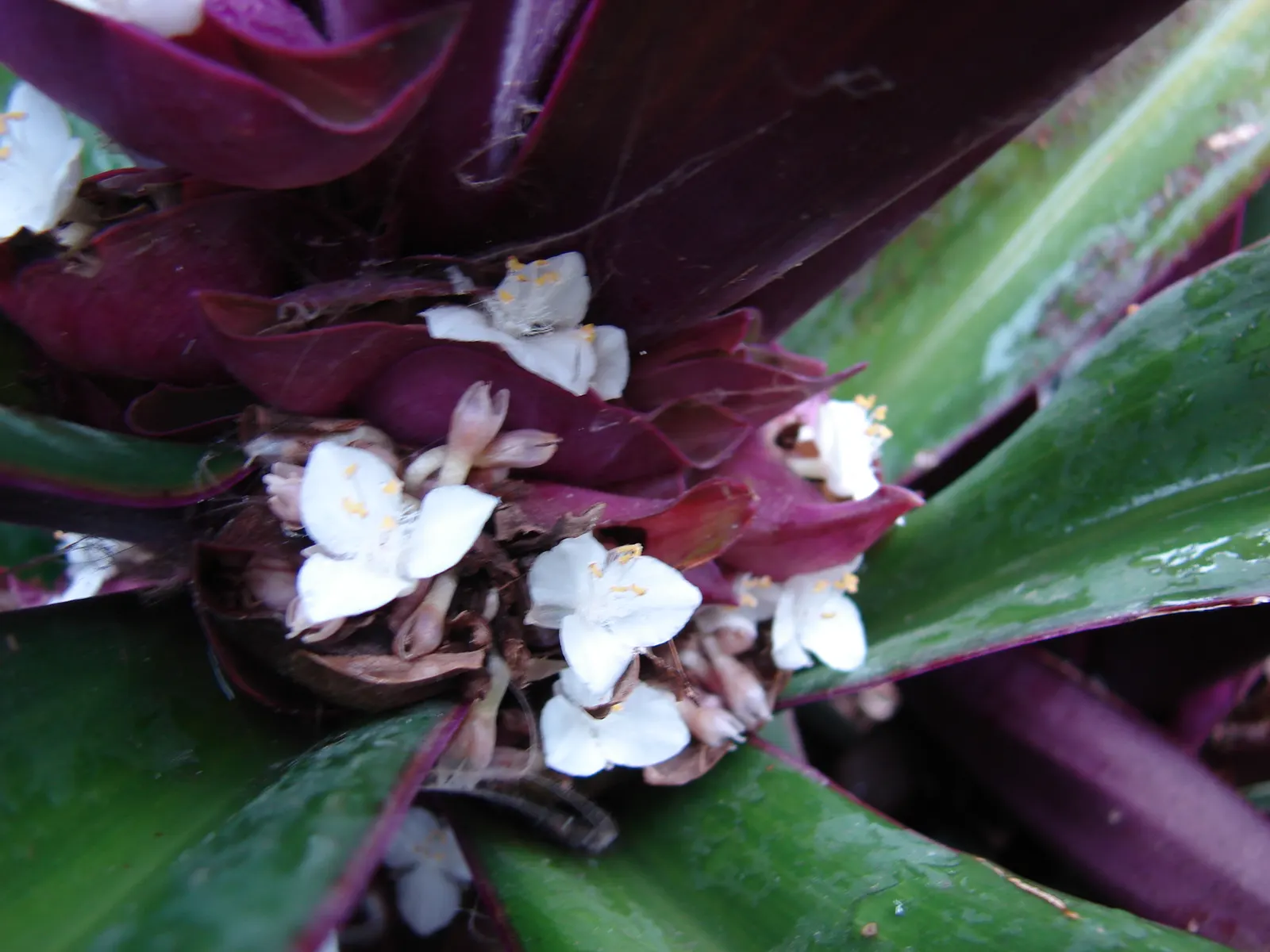 Moses In A Basket (Tradescantia Spathacea) — it is best utilized as an indoor plant or as an annual outdoors.<br><br>Moses in the Basket is low-maintenance