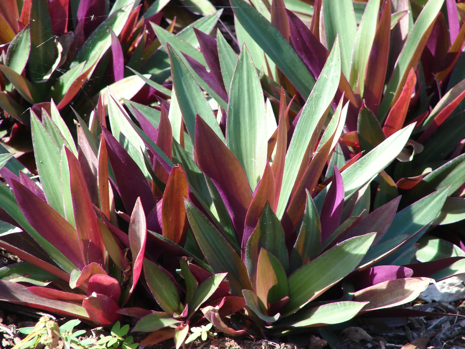 Moses In A Basket (Tradescantia Spathacea) — glossy green leaves with bold purple undersides
