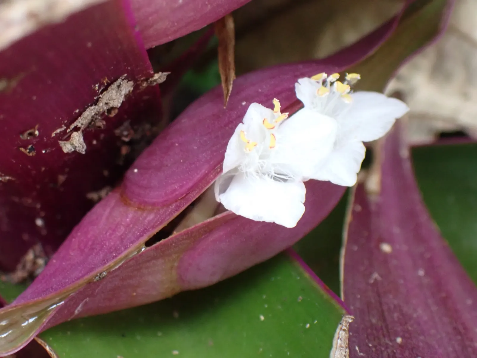 Moses In A Basket (Tradescantia Spathacea) — commonly known as Moses in the Basket; or as an accent in mixed borders due to its compact nature and, image 91