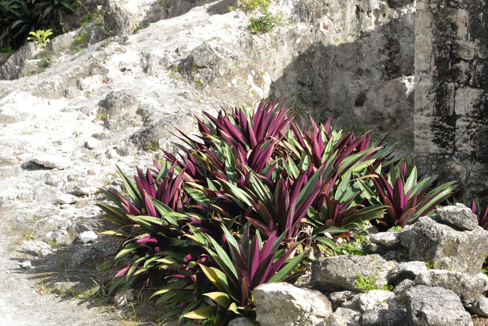 Moses In A Basket (Tradescantia Spathacea) — Its growth habit is clumping, allowing it to fill spaces without becoming invasive; or as an accent in, image 75