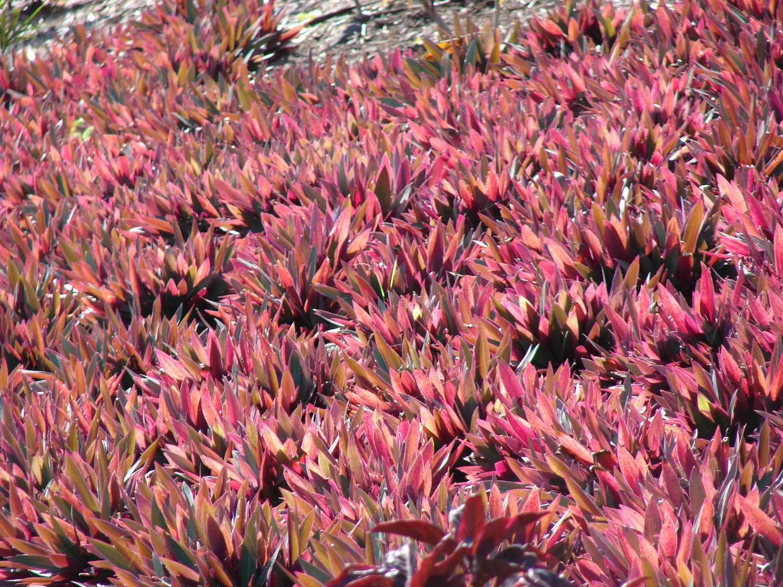 Moses In A Basket (Tradescantia Spathacea) — Ideal for adding low-maintenance, colorful ground cover or accenting container gardens within USDA, image 62