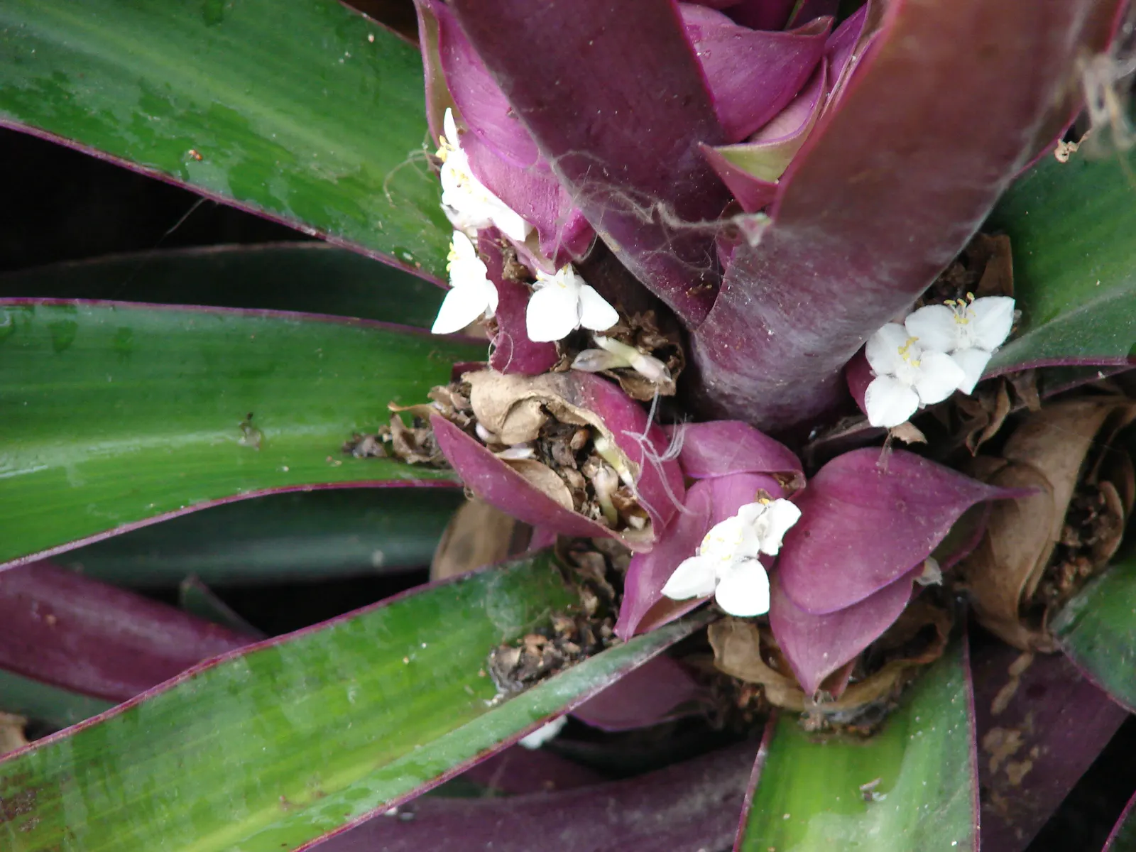 Moses In A Basket (Tradescantia Spathacea) — green on top and purplish below; reaching lengths of 6 to 12 inches and a similar spread of approximately 6 to 8