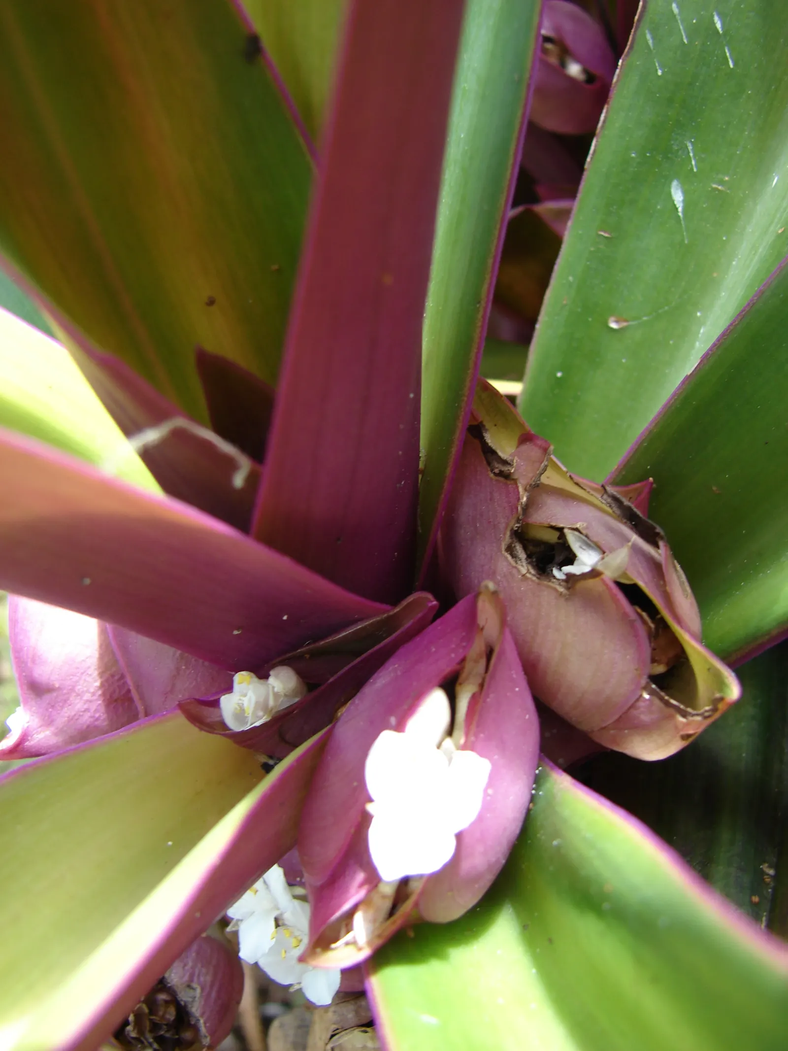 Moses In A Basket (Tradescantia Spathacea) — tropical perennial with sword-shaped leaves; its distinctive rosette arrangement cradles small white flowers