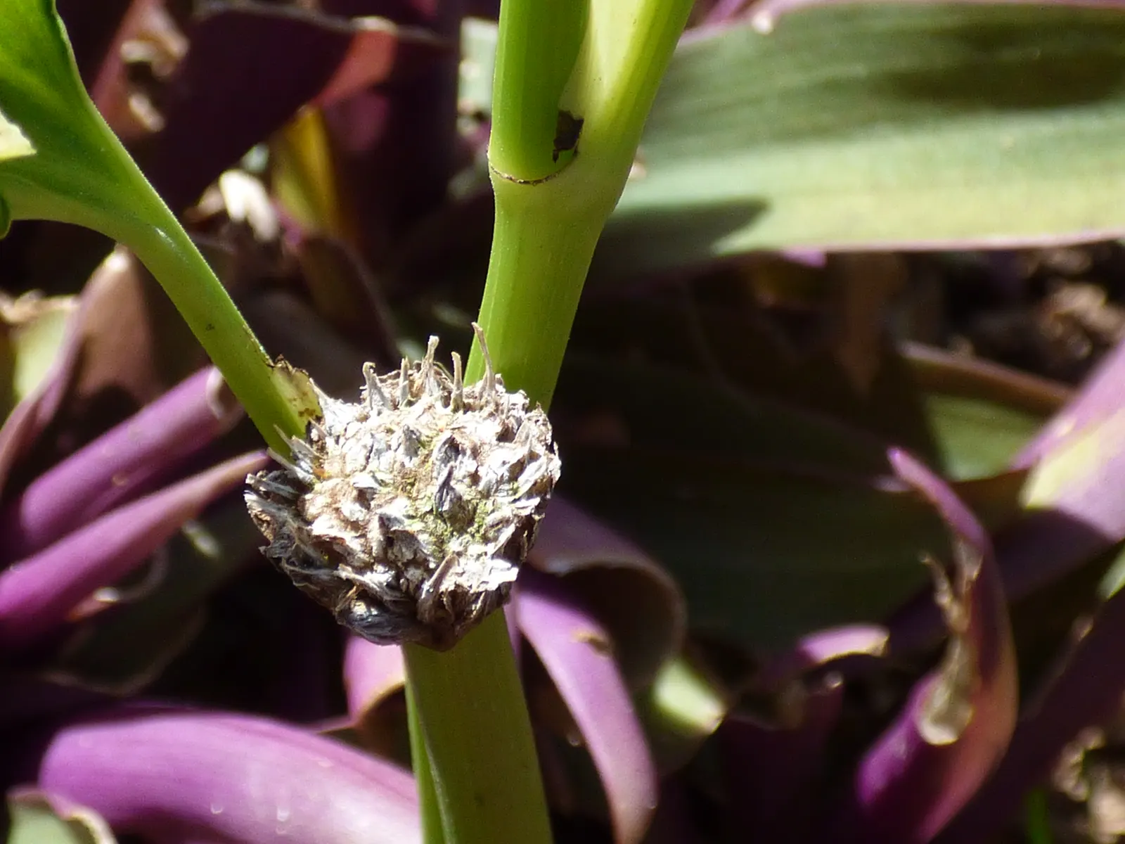 Moses In A Basket (Tradescantia Spathacea) — reaching 6-12 inches in height; or as an accent in mixed borders due to its compact nature and vibrant foliage