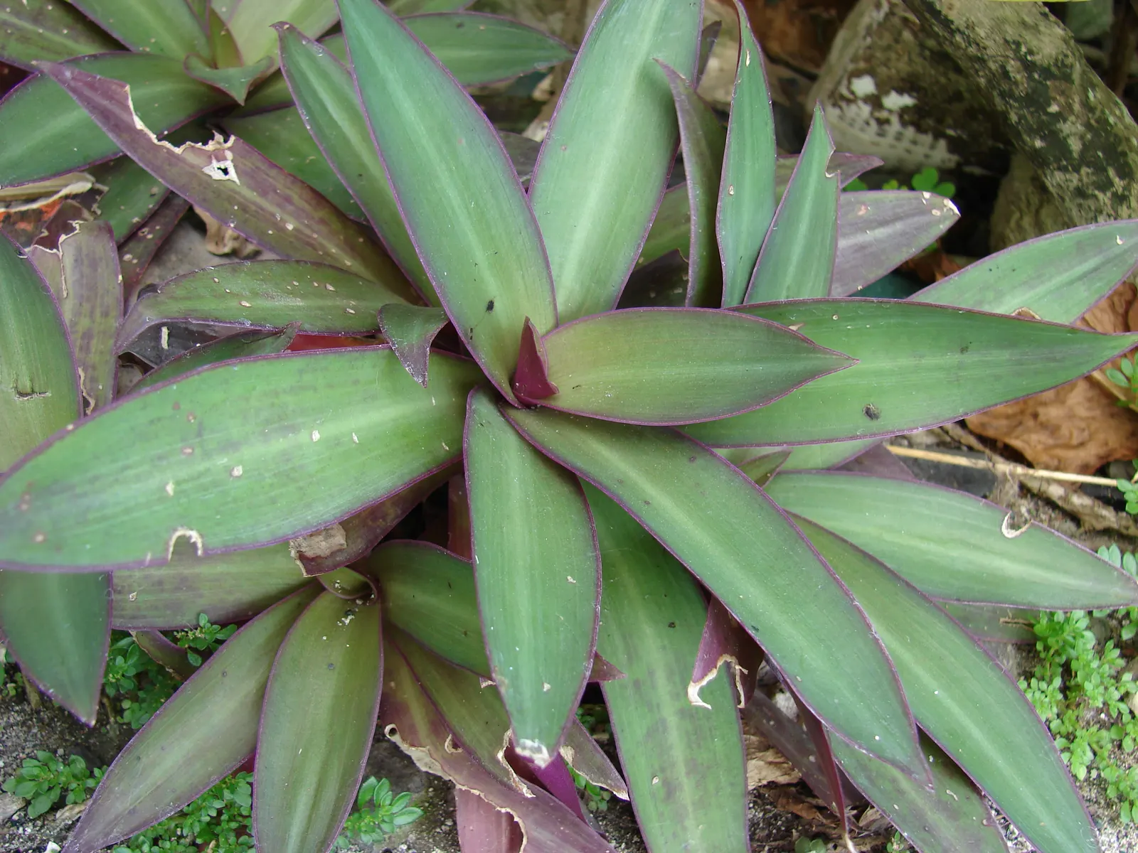 Moses In A Basket (Tradescantia Spathacea) — reaching lengths of 6 to 12 inches and a similar spread of approximately 6 to 8 inches; or as an accent in mixed