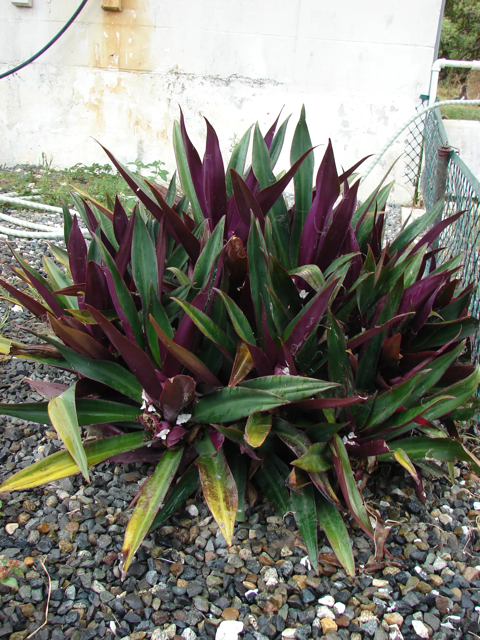 Moses In A Basket (Tradescantia Spathacea) — glossy green leaves with bold purple undersides; reaching lengths of 6 to 12 inches and a similar spread of