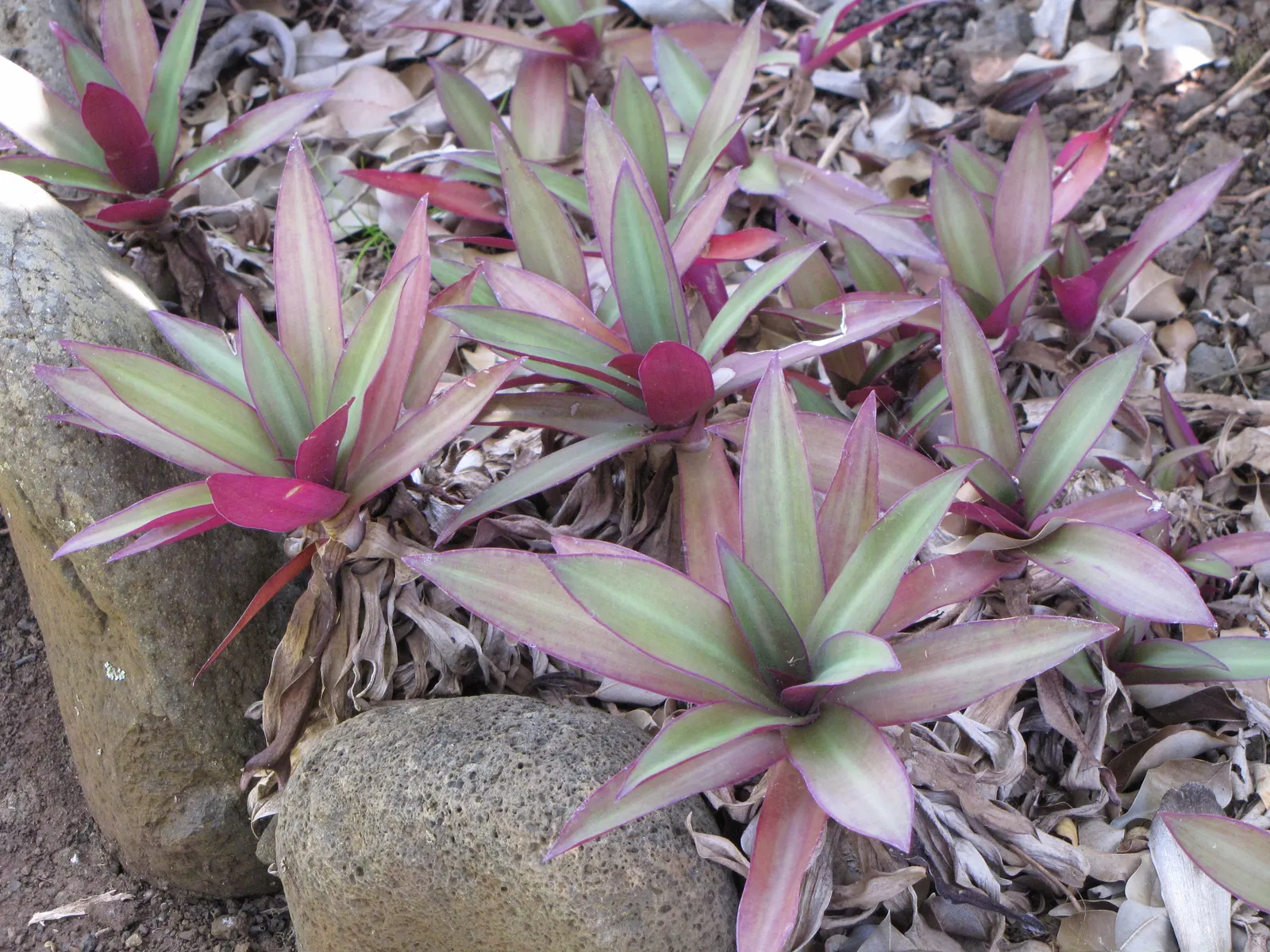 Moses In A Basket (Tradescantia Spathacea) — making it an excellent choice for both novice and experienced gardeners; providing long-lasting visual, image 80