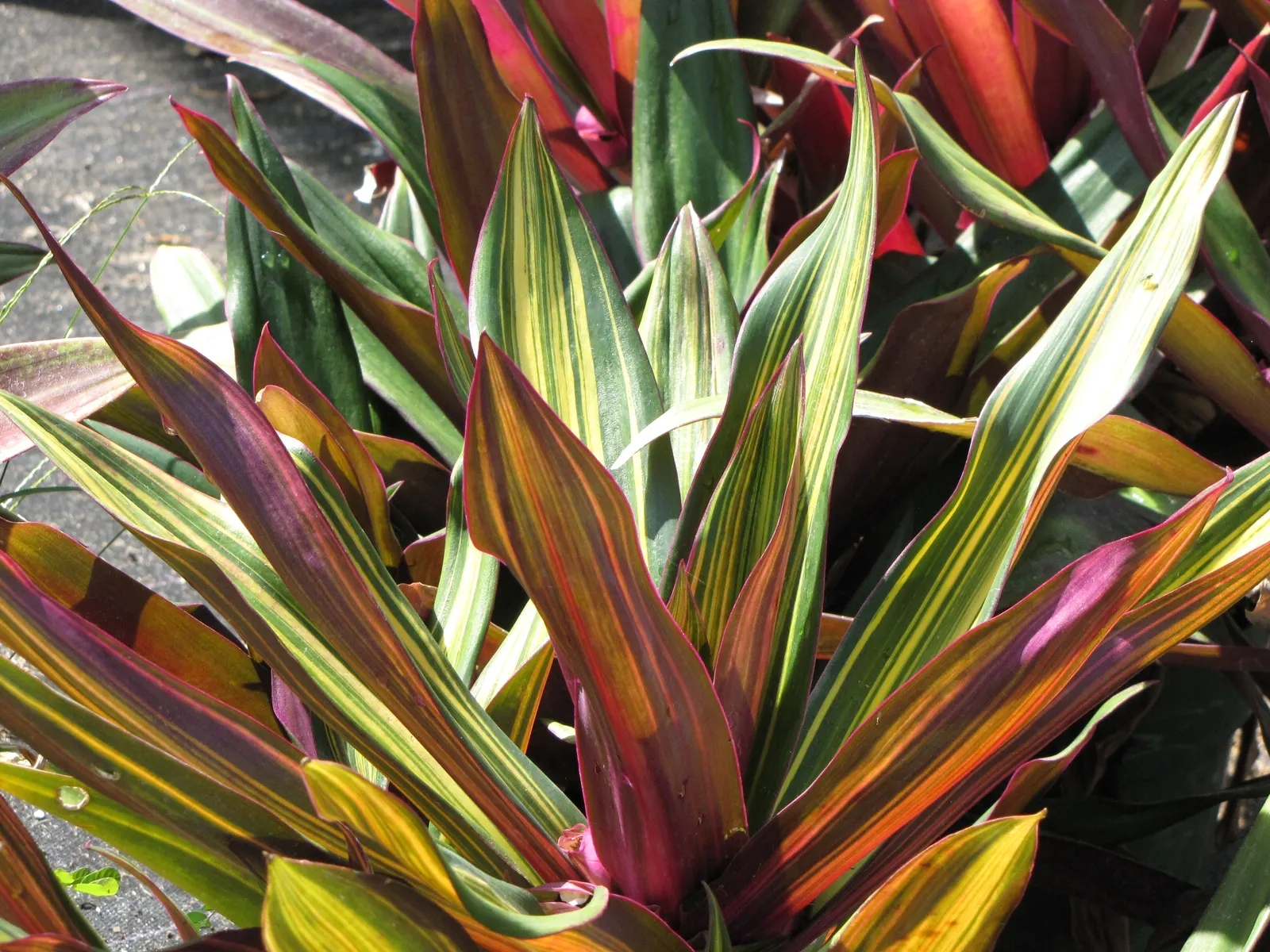 Moses In A Basket (Tradescantia Spathacea) — green on top and purplish below; reaching lengths of 6 to 12 inches and a similar spread of, image 58