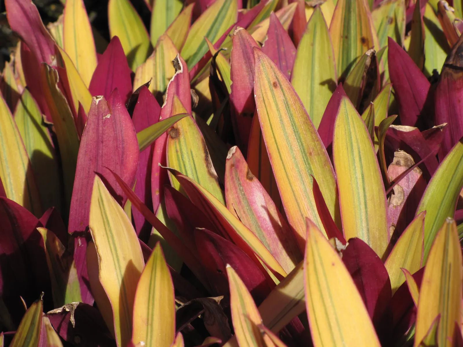 Moses In A Basket (Tradescantia Spathacea) — perennial with white blooms