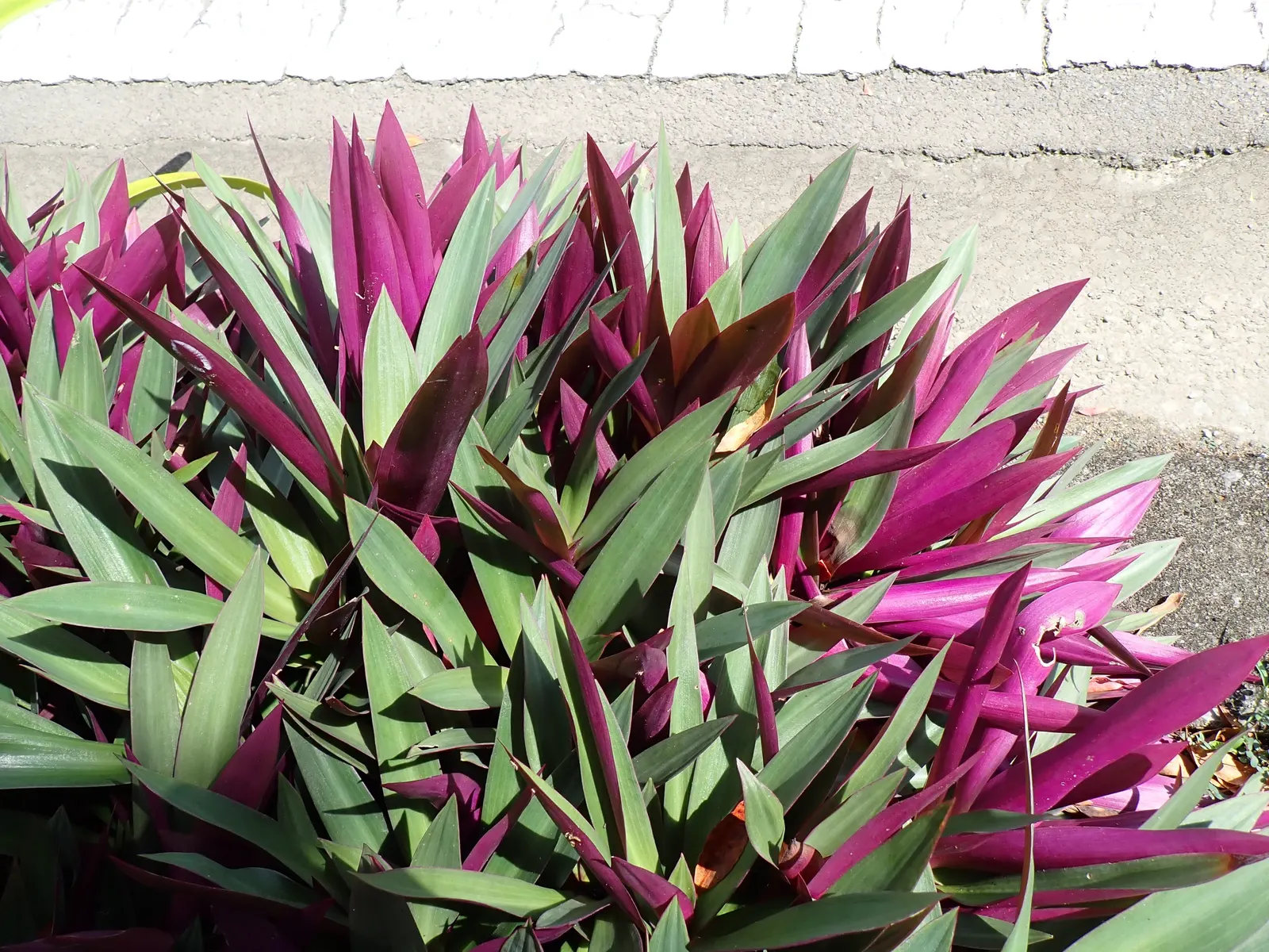 Moses In A Basket (Tradescantia Spathacea) — where its colors may become more vivid; reaching lengths of 6 to 12 inches and a similar spread of, image 98